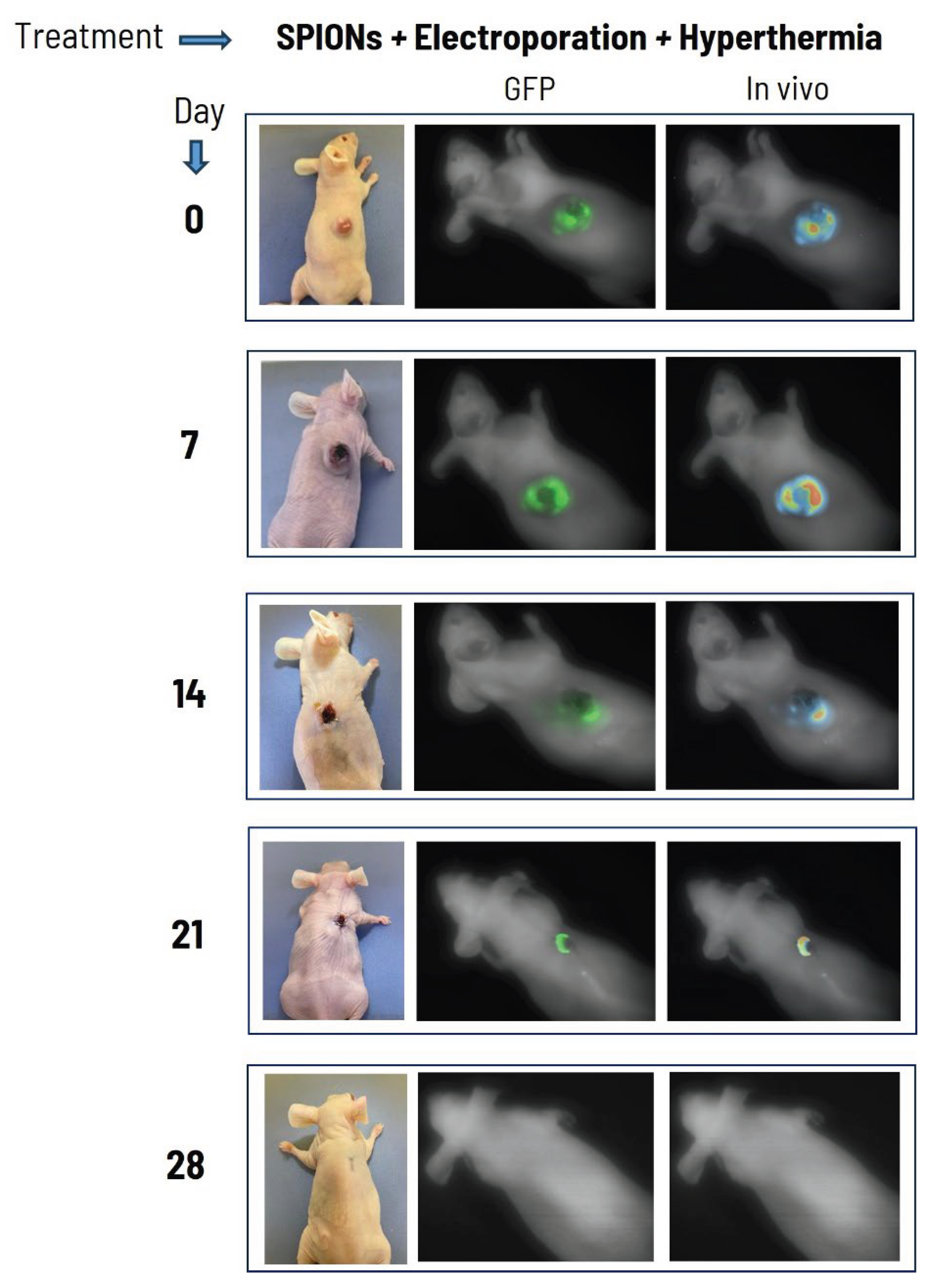 Preprints 207495 g006