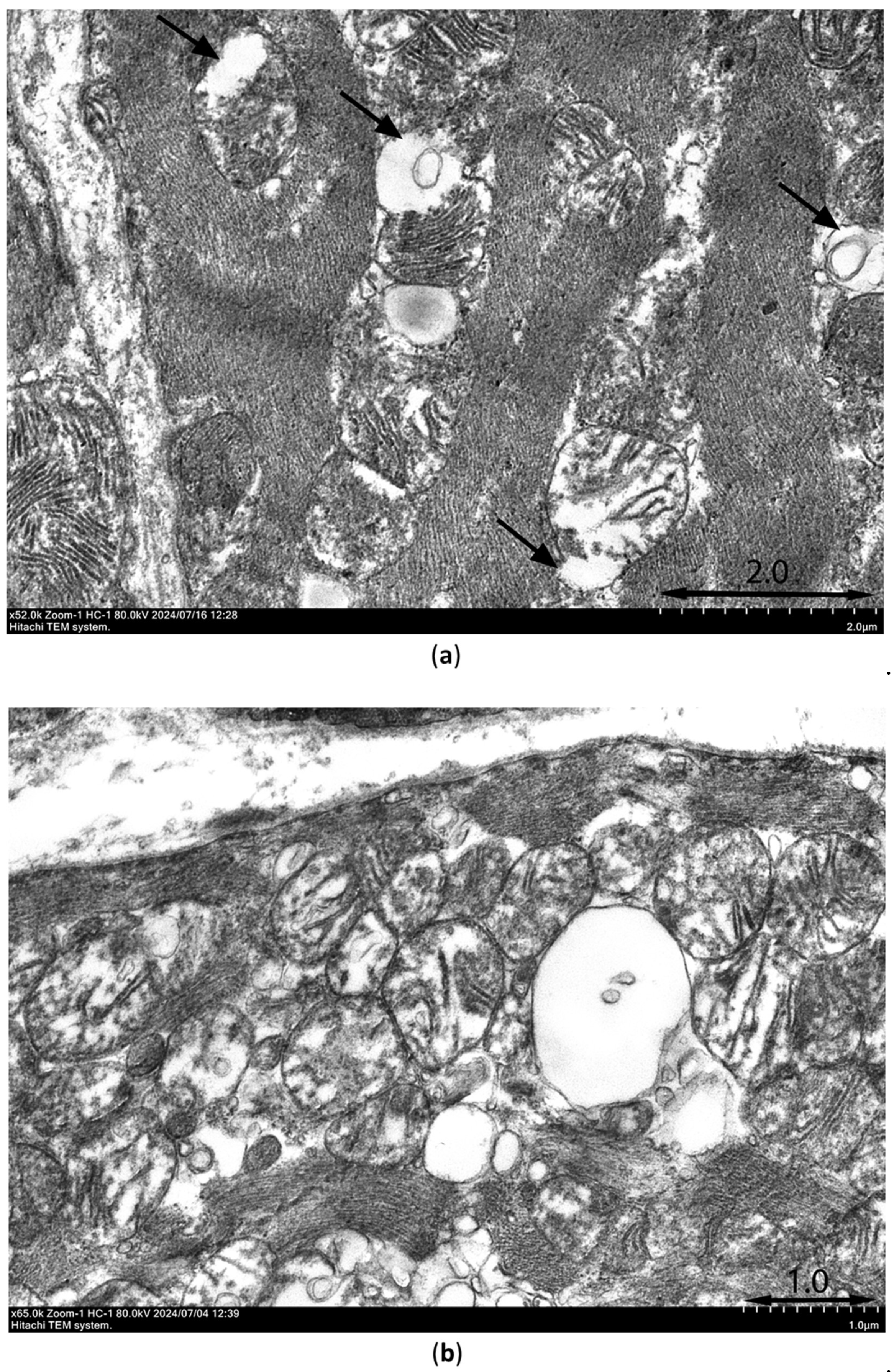 Preprints 142821 g011a