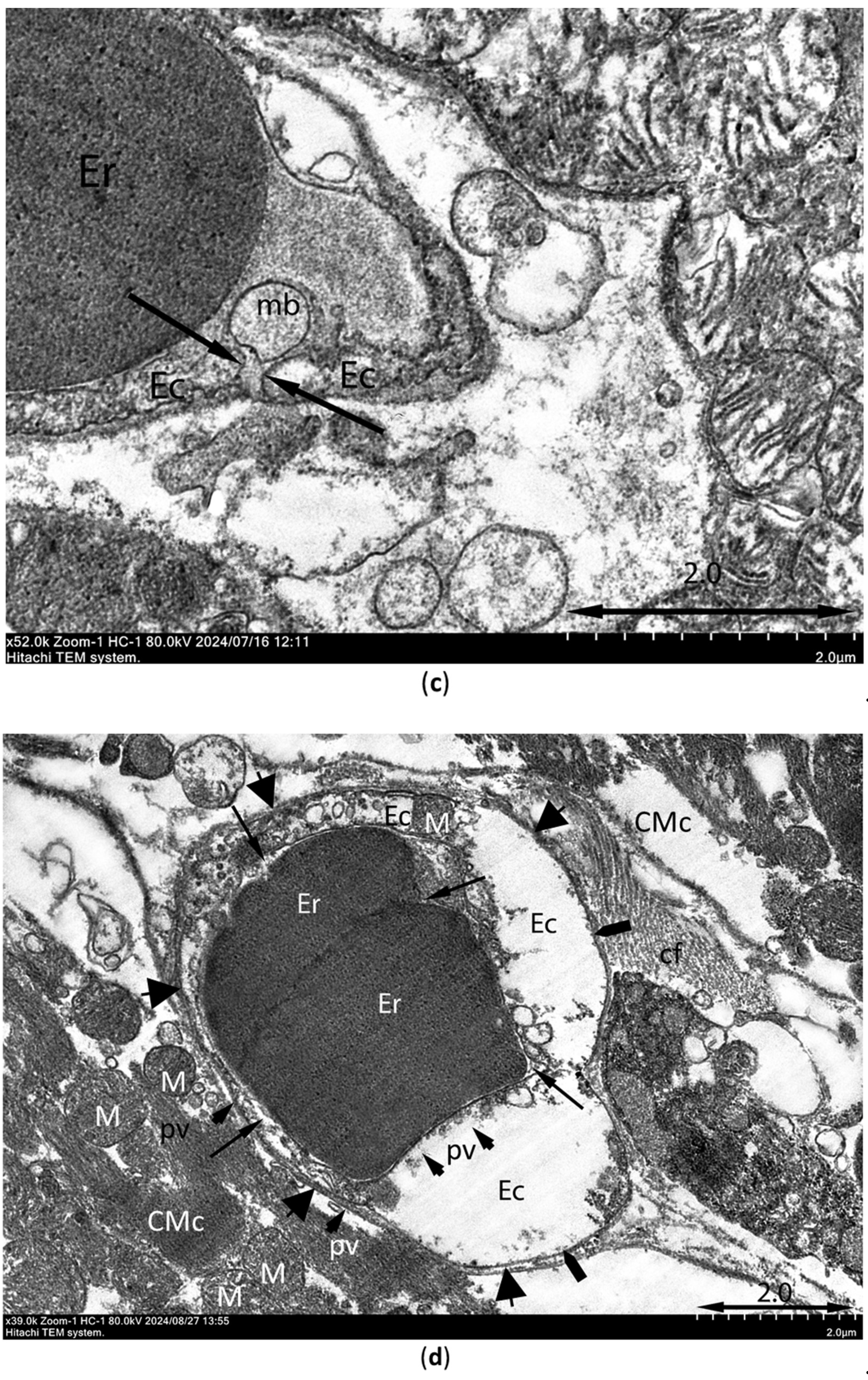 Preprints 142821 g011b