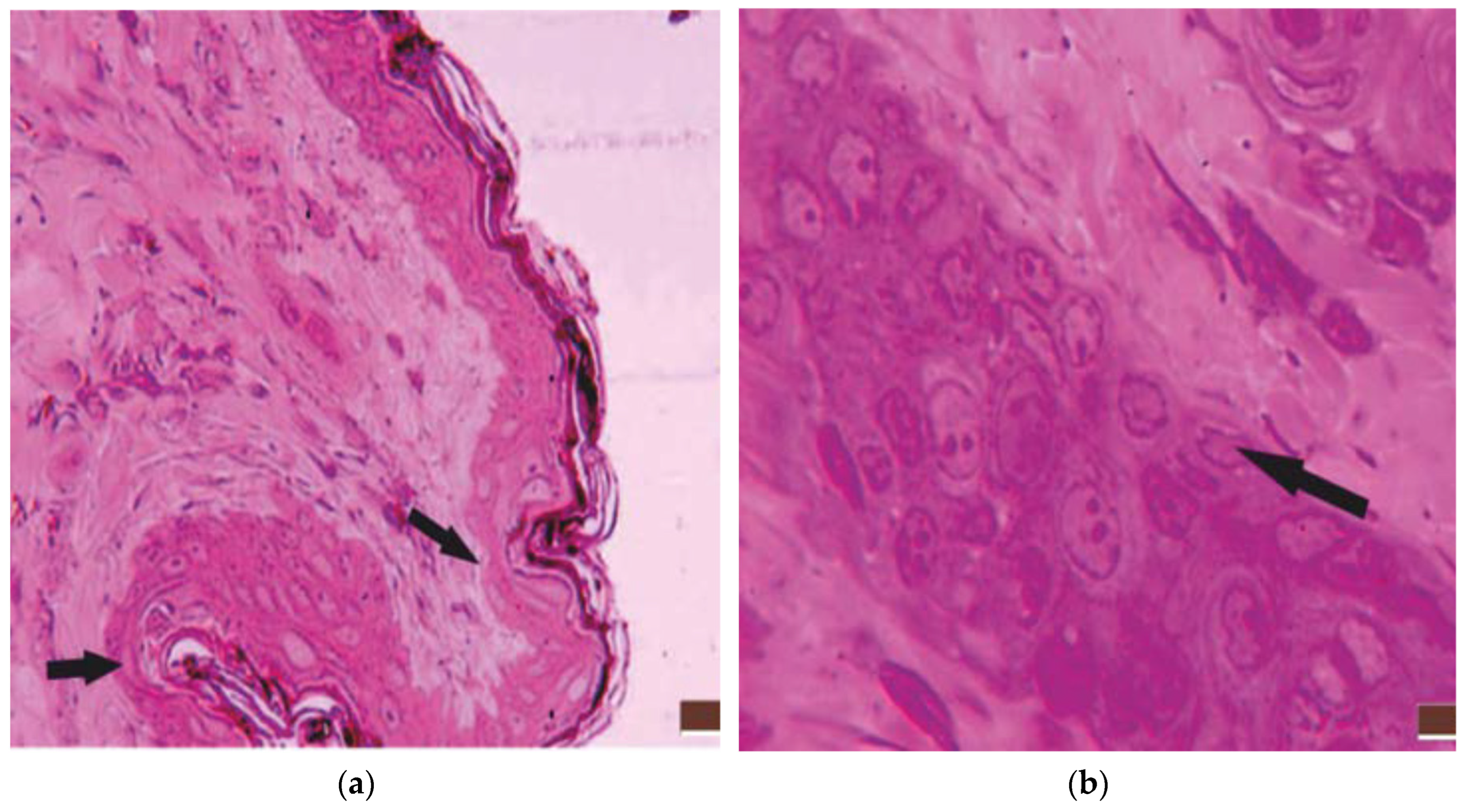 Preprints 98569 g002