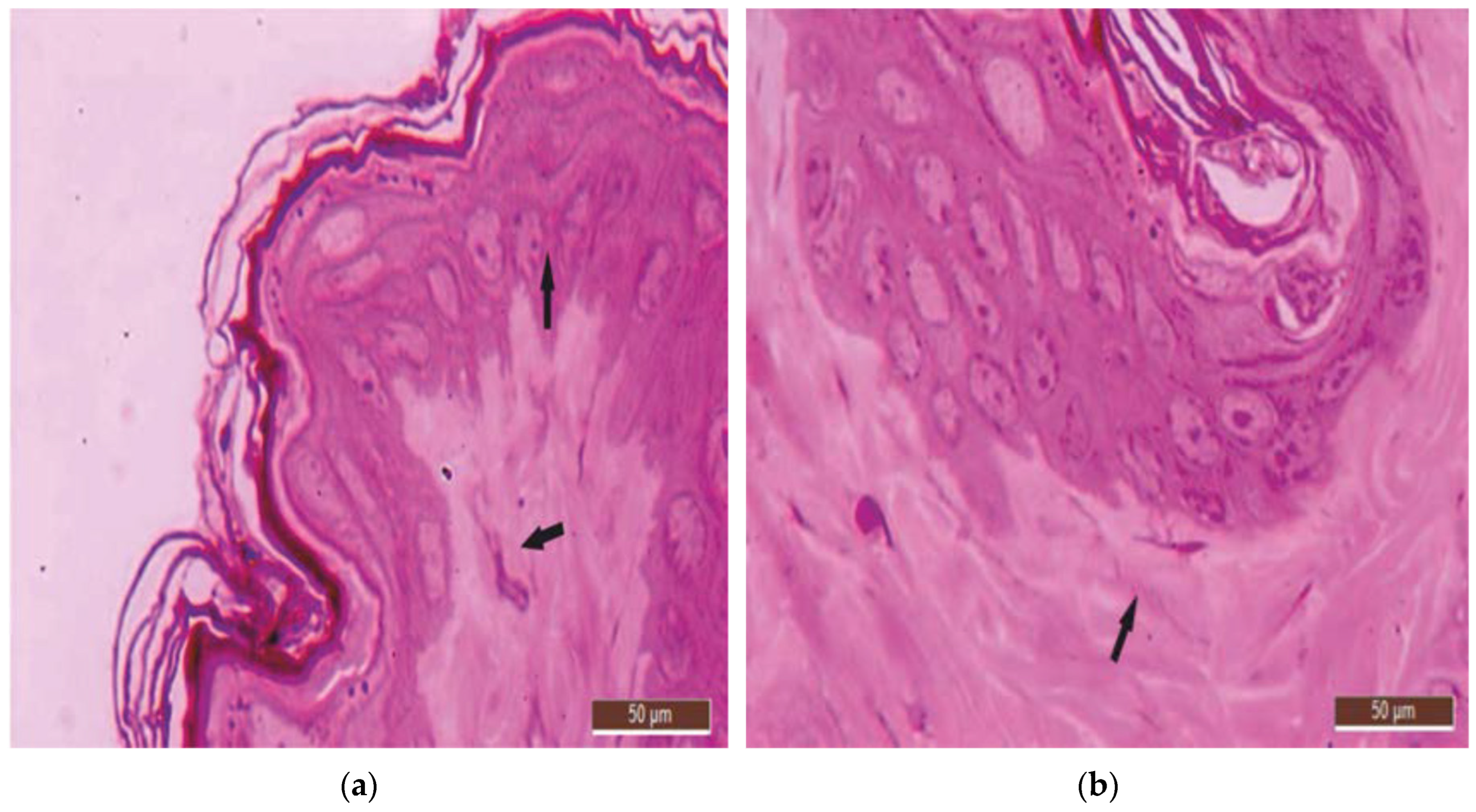 Preprints 98569 g003