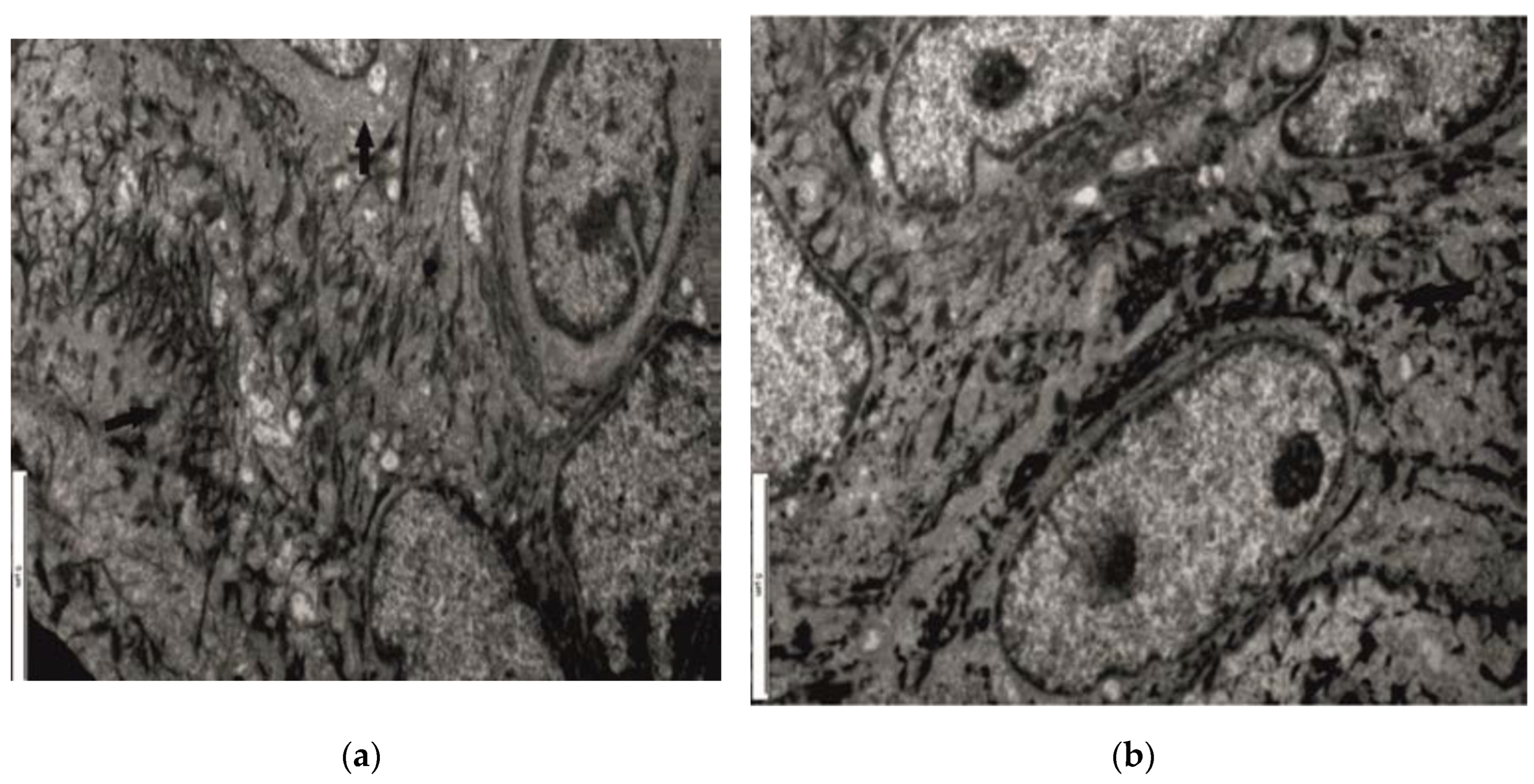 Preprints 98569 g004