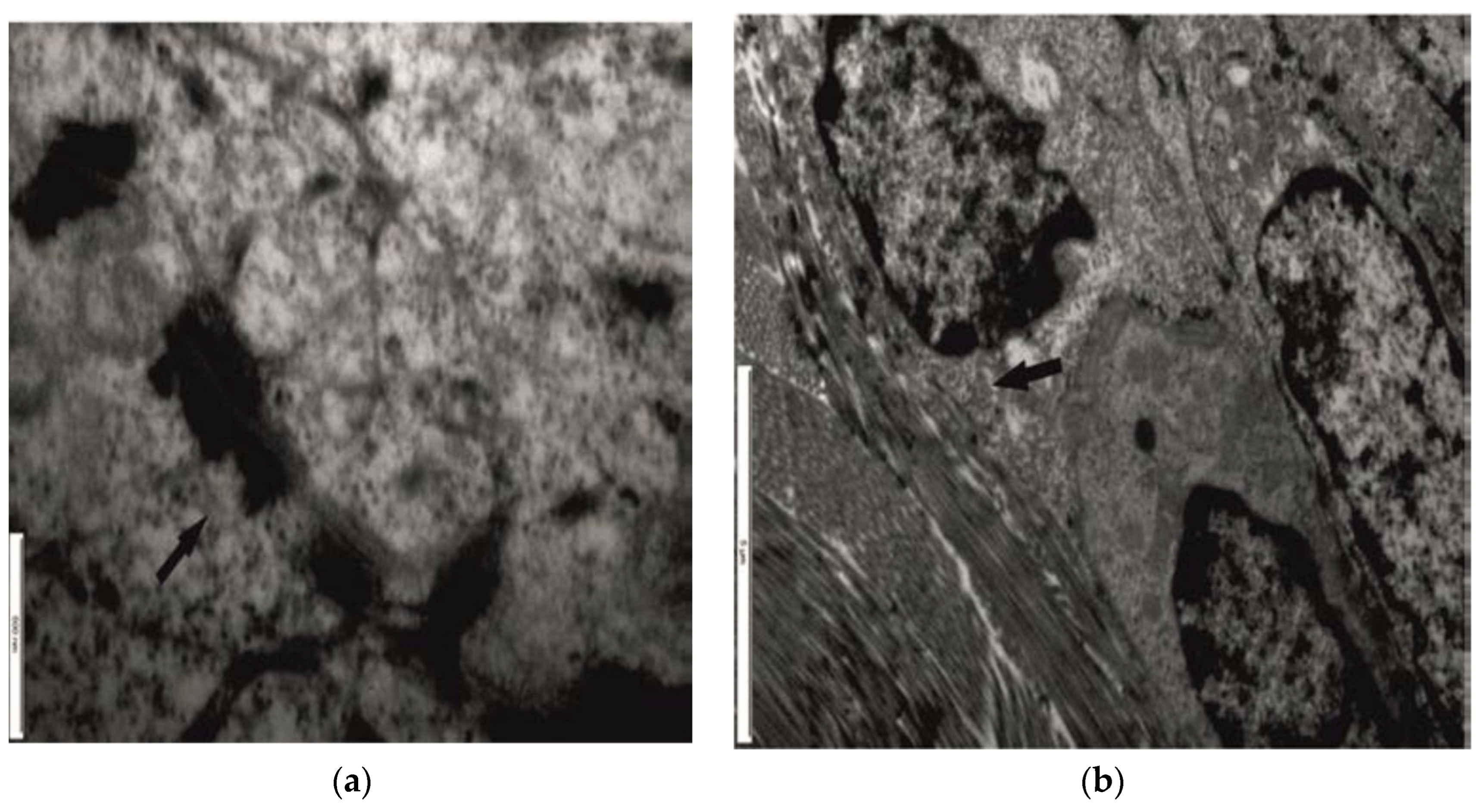 Preprints 98569 g005