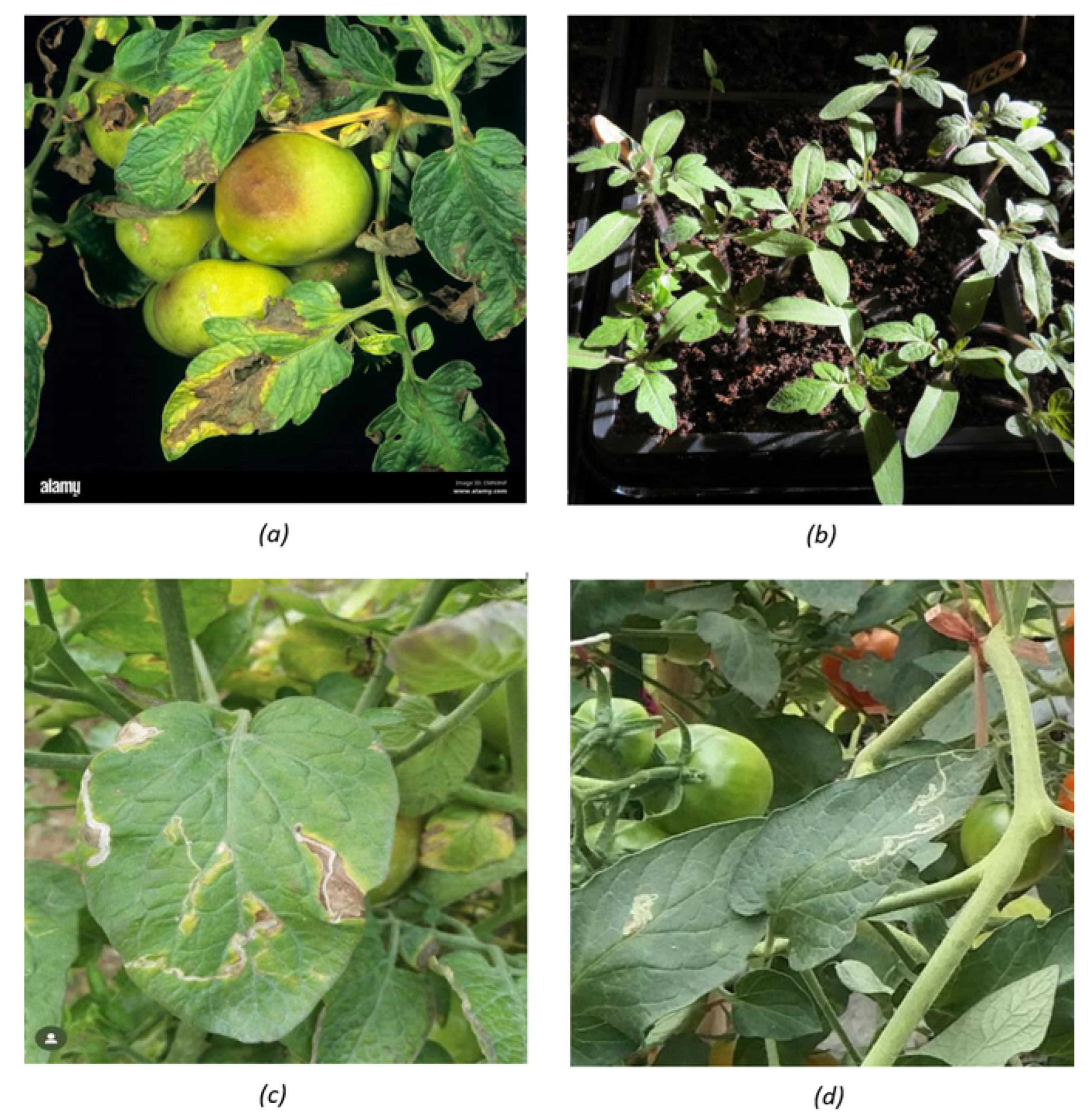 Preprints 180769 g003