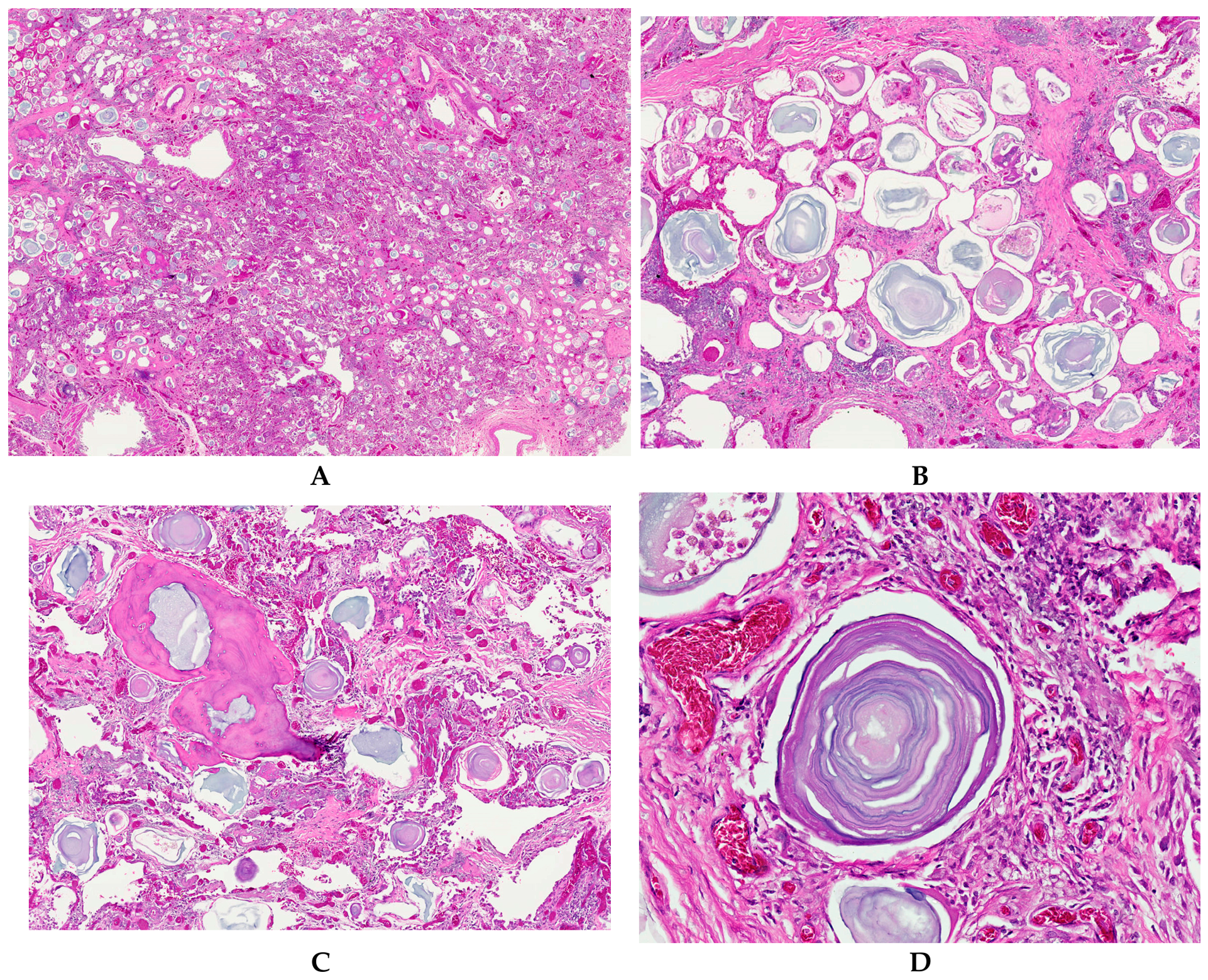 Preprints 237991 g002