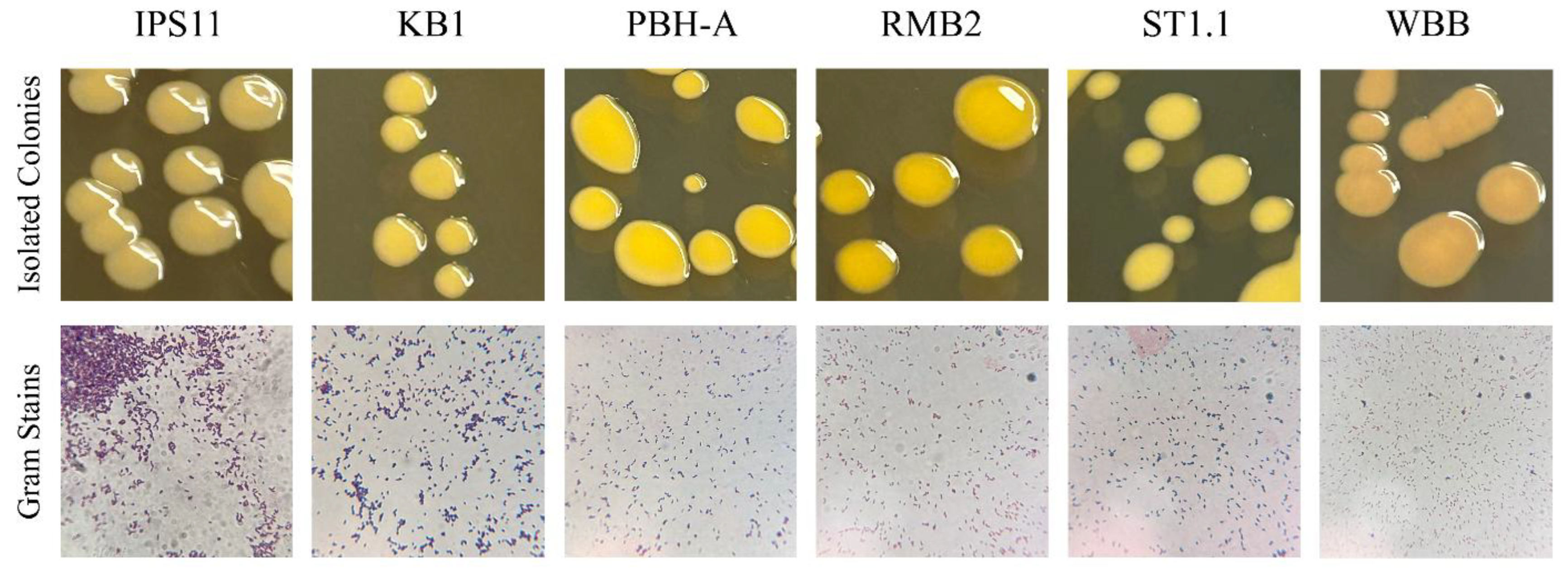 Preprints 148237 g002