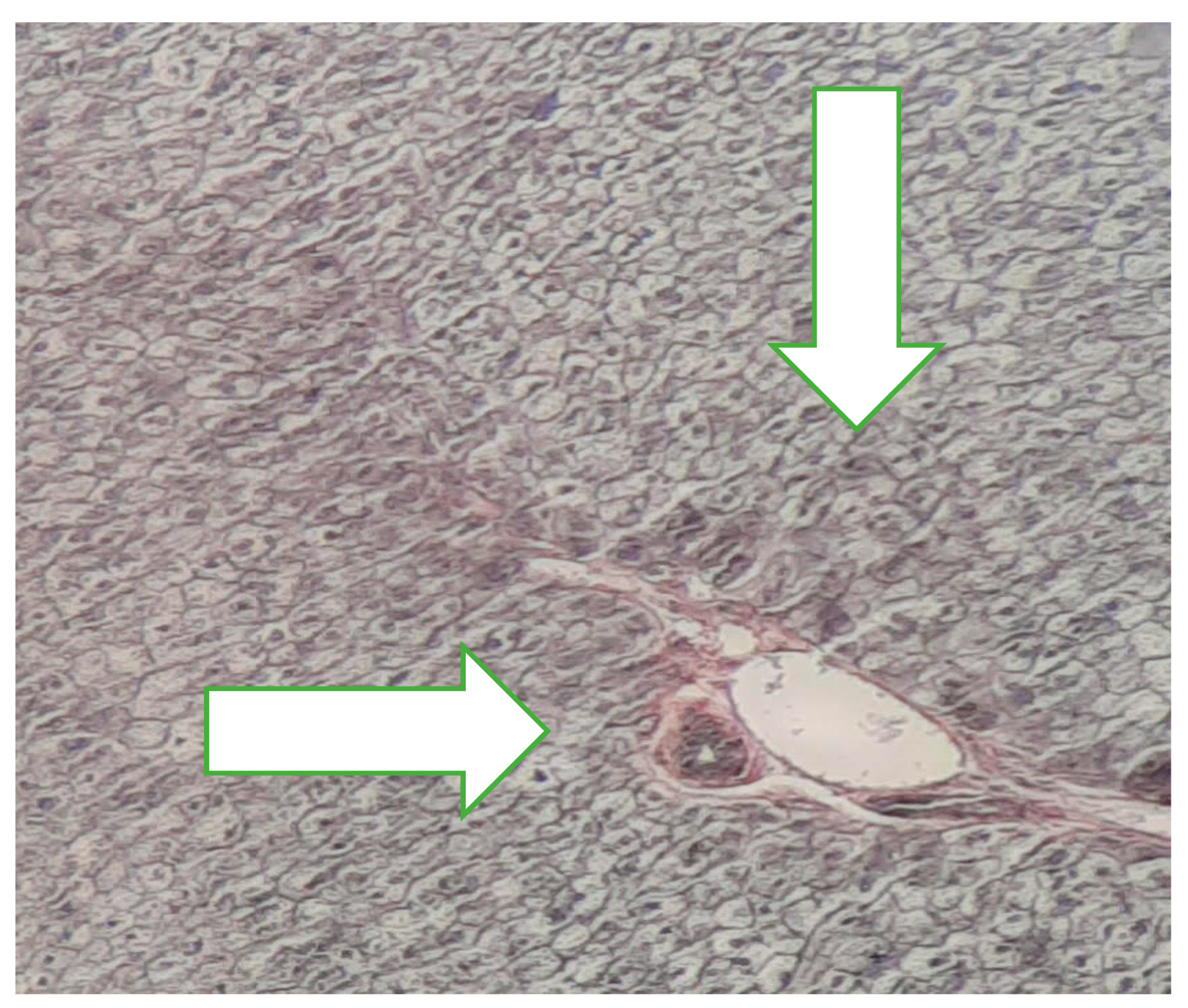 Preprints 158276 g001