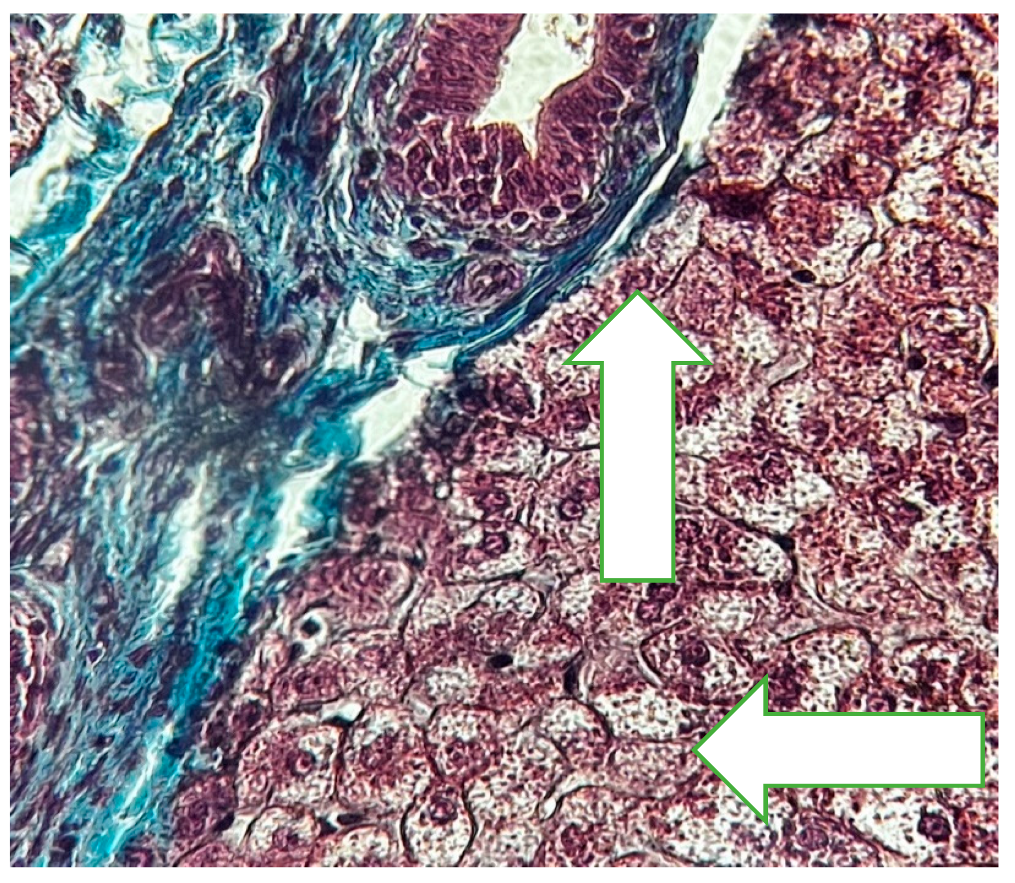 Preprints 158276 g002