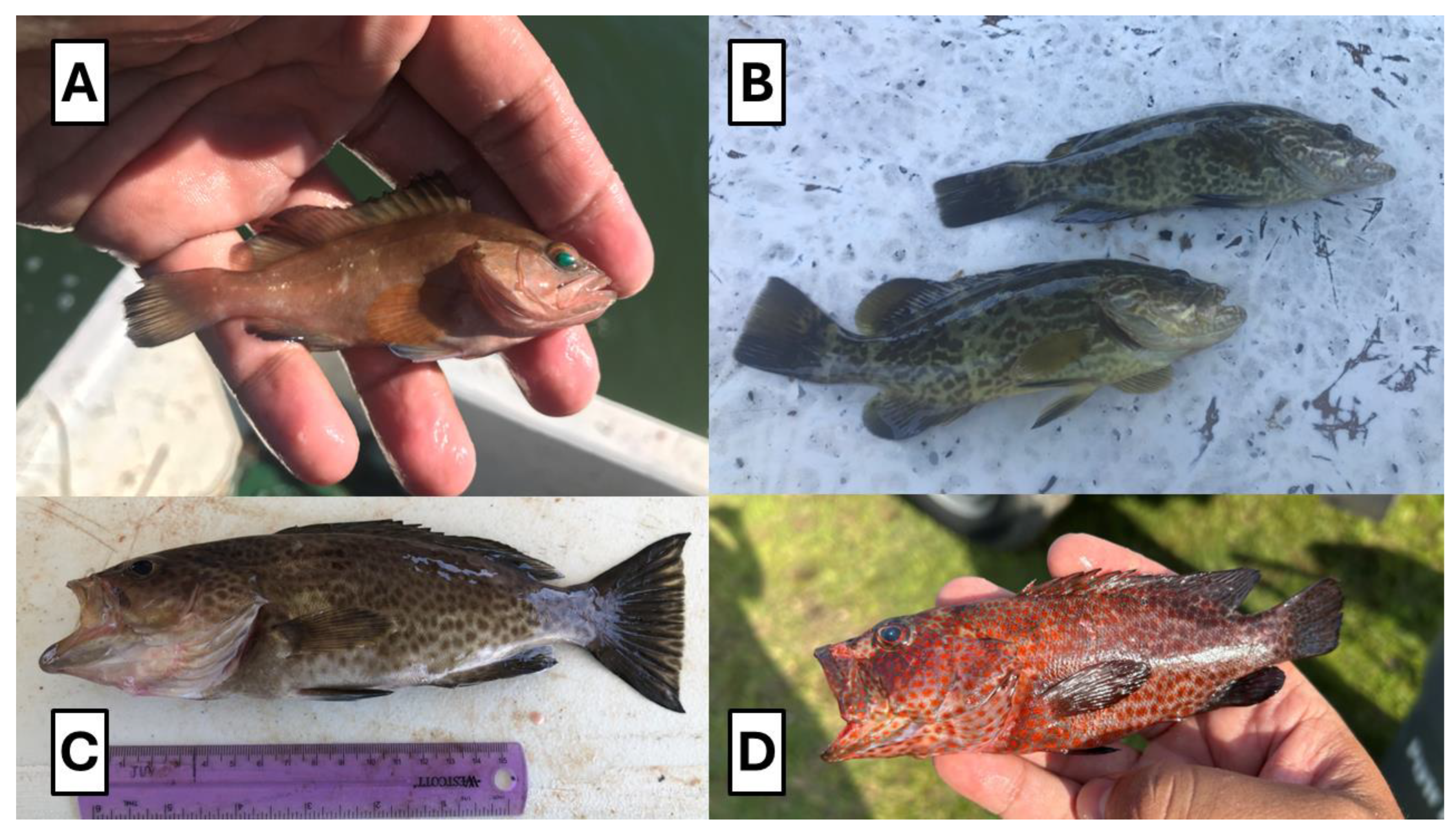 Preprints 139539 g004