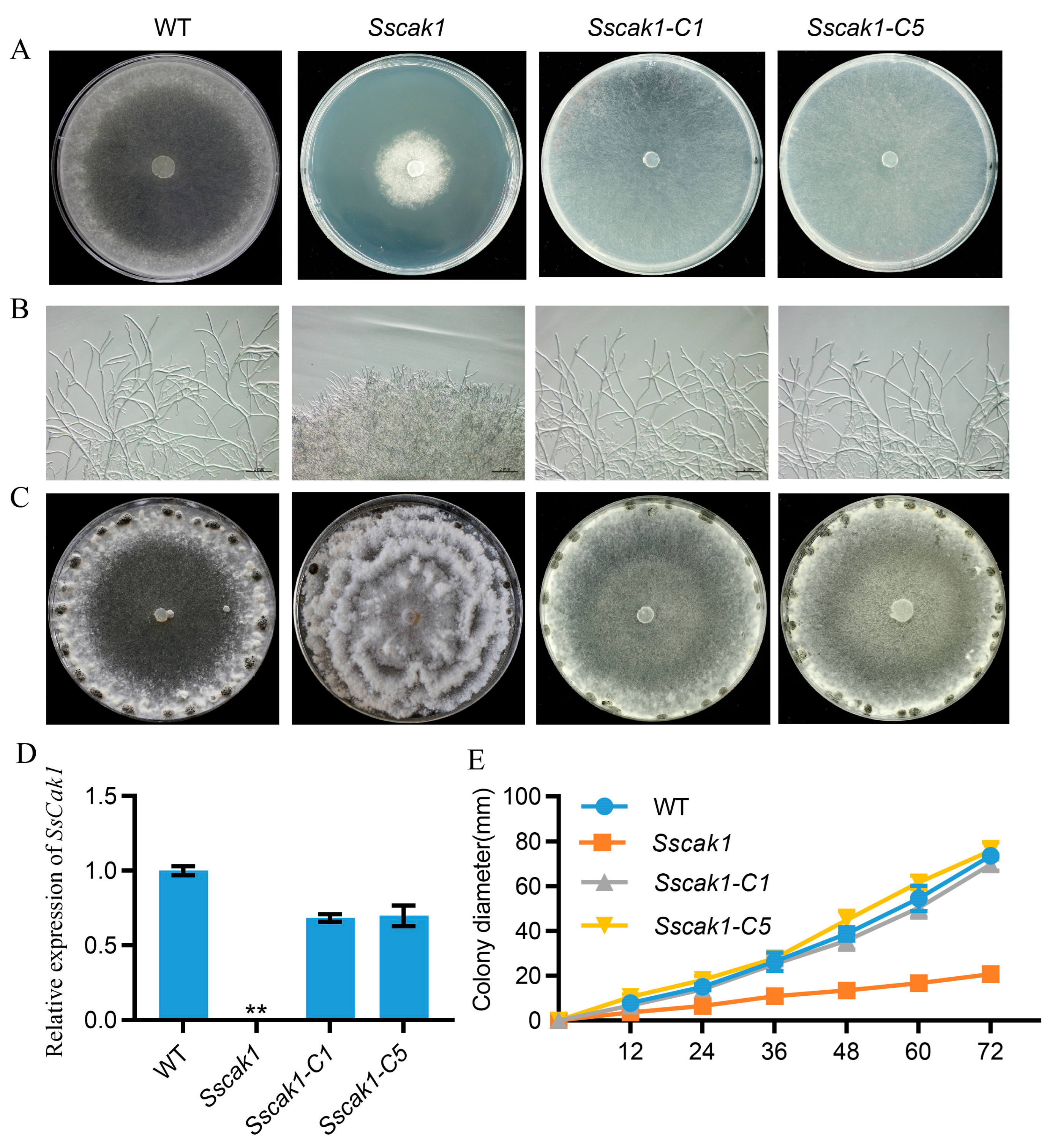 Preprints 80625 g003