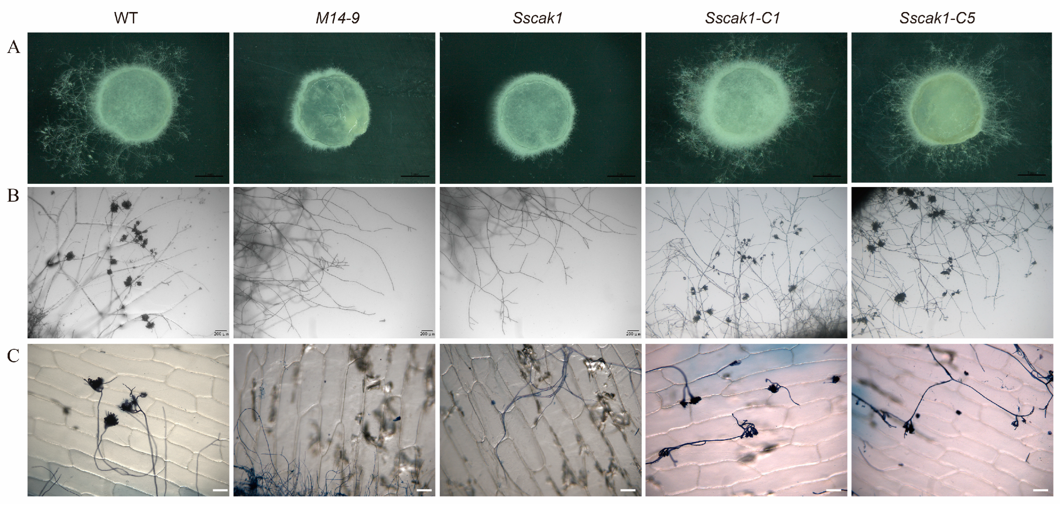Preprints 80625 g005