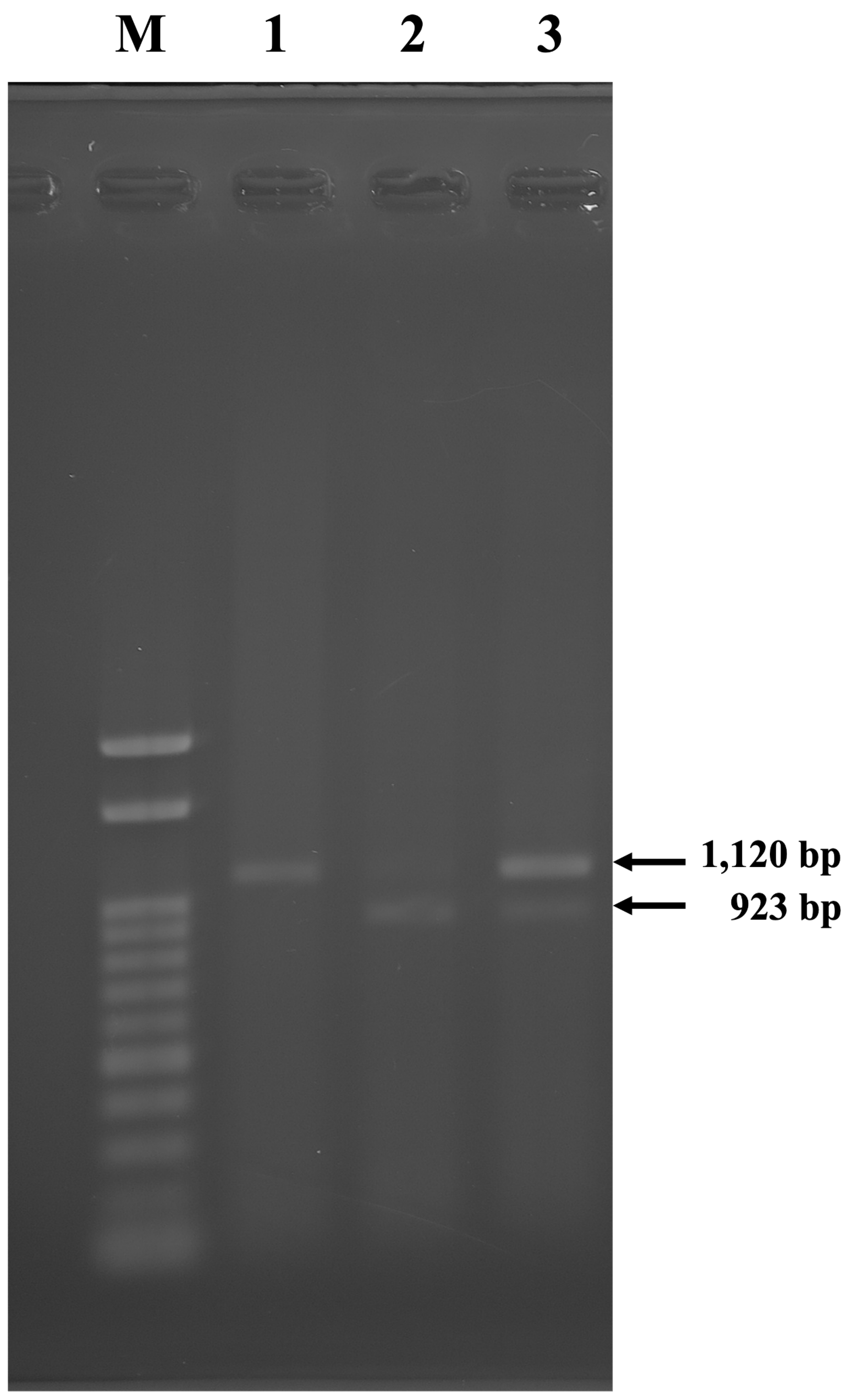 Preprints 222349 g006