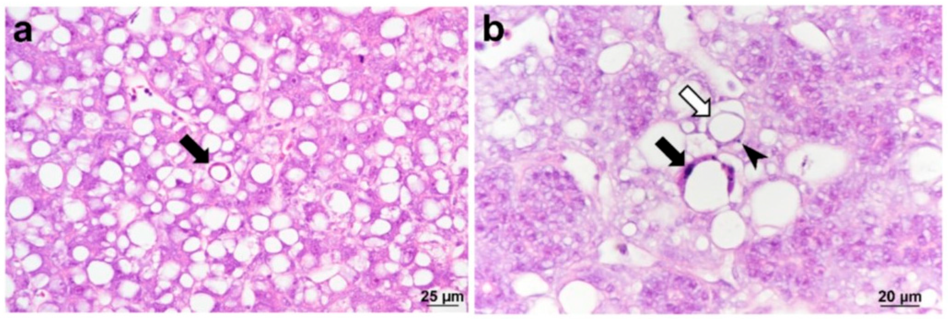 Preprints 193914 g006
