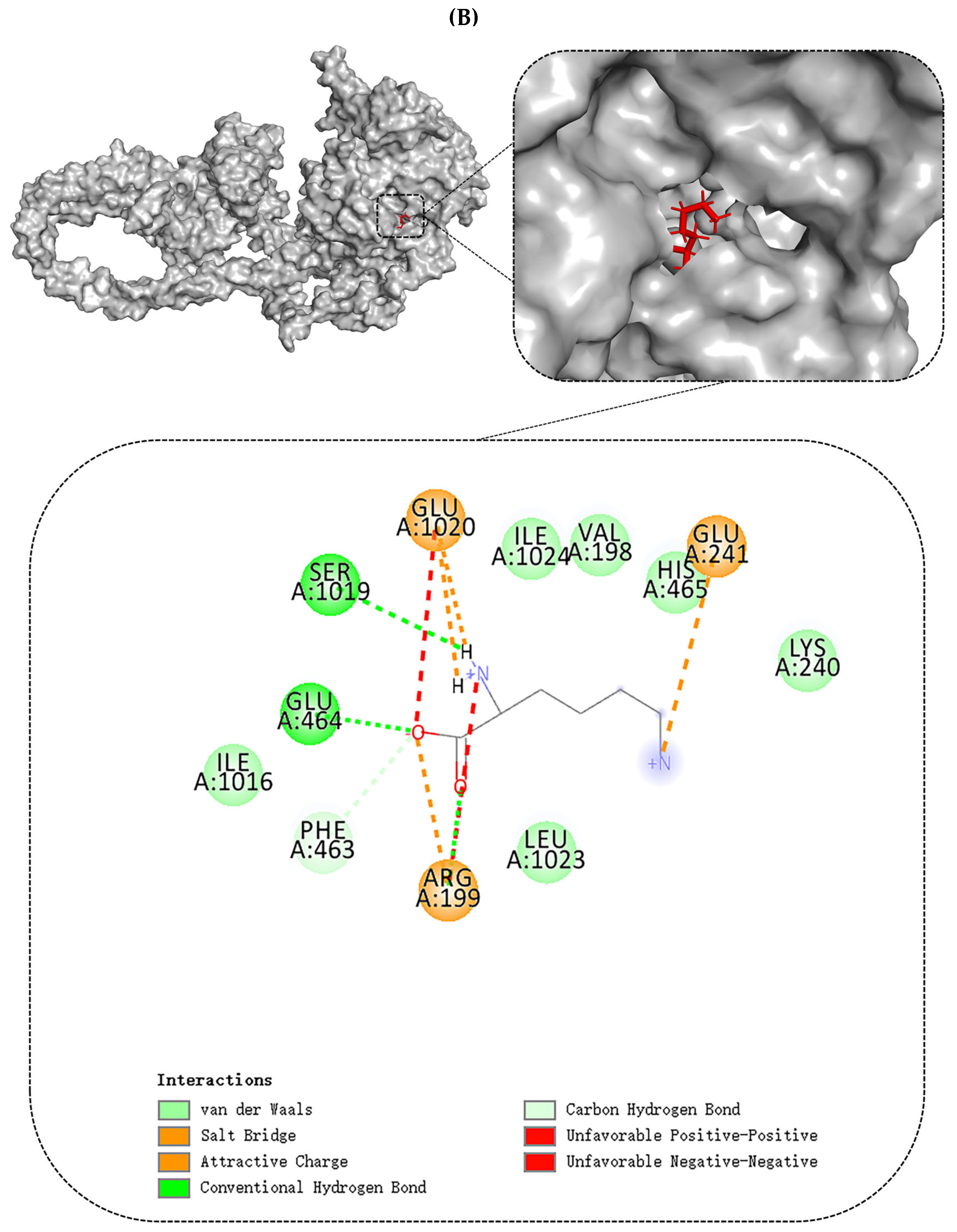 にんにん Improving the Quality of Low-Salt Beef Myofibrillar Protein Gels