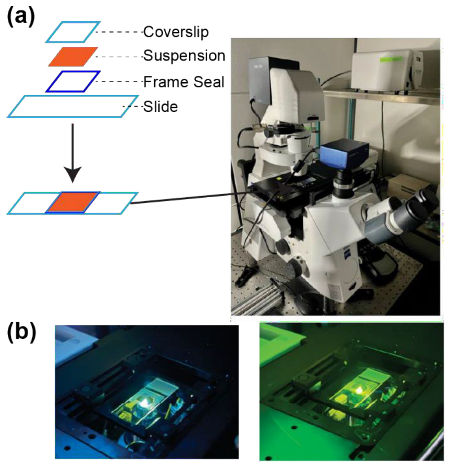 Preprints 219362 g004 Preprints 219362 g004