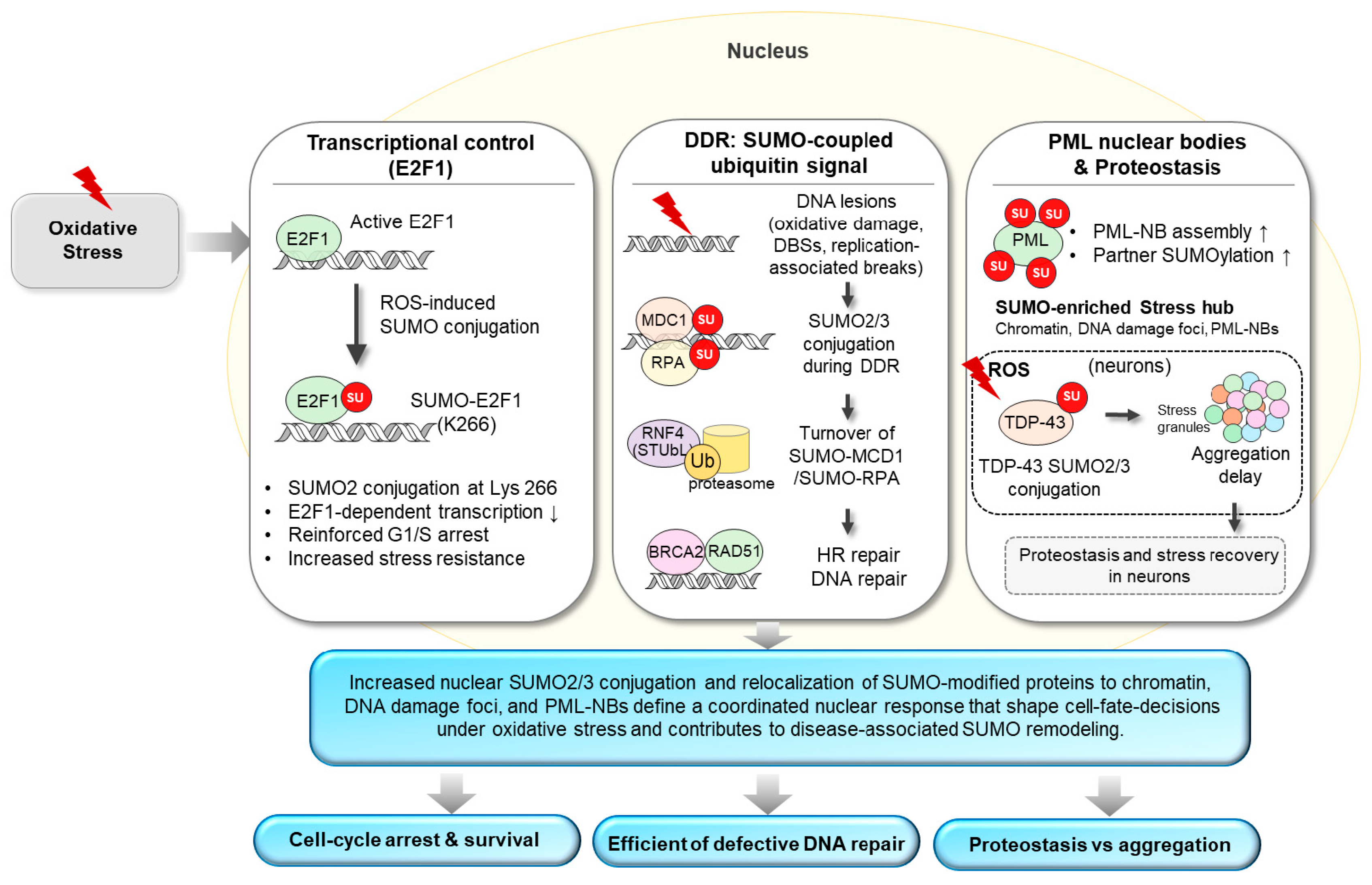 ROS–SUMO Crosstalk in Oxidative Stress: Disease Mechanisms and