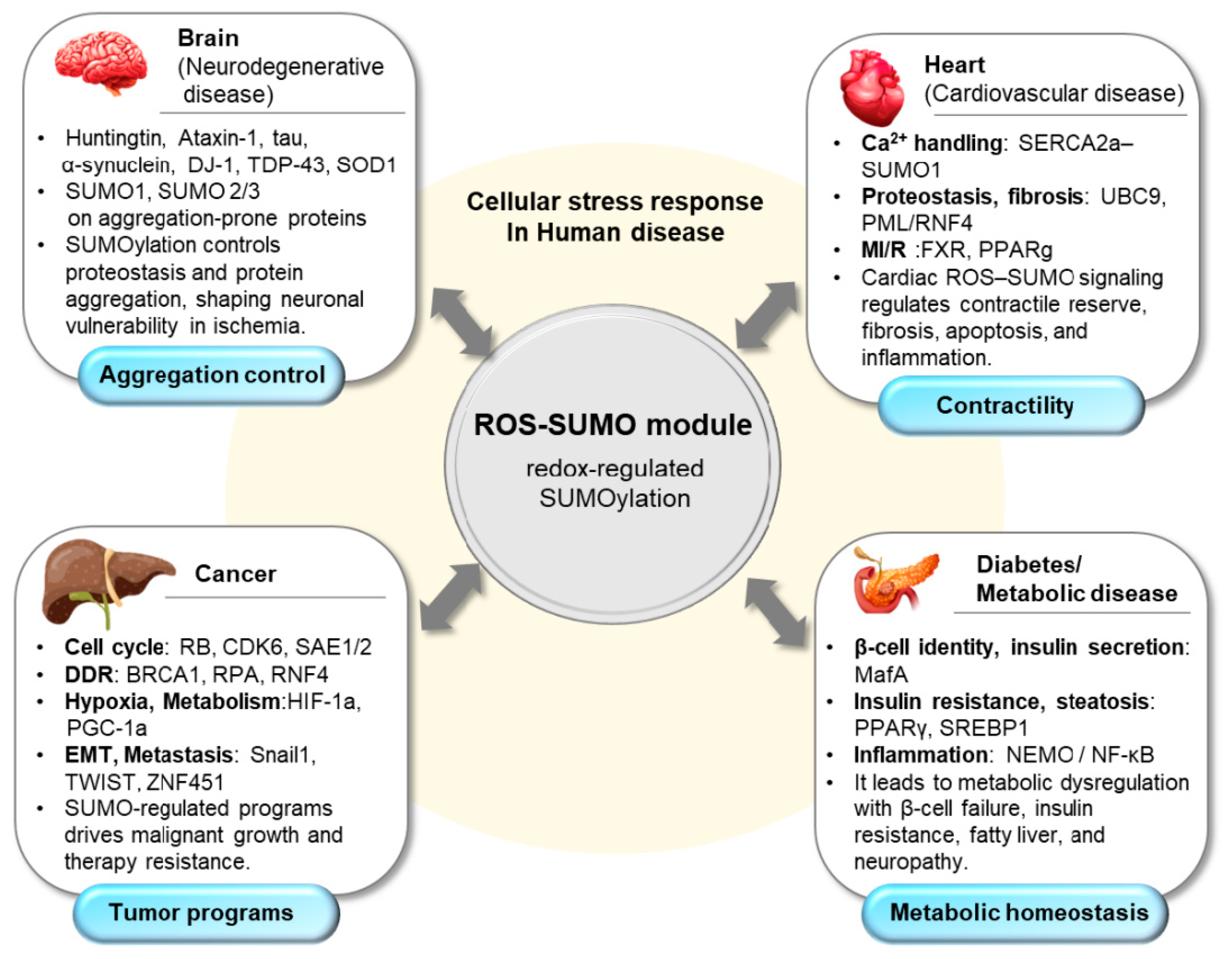ROS–SUMO Crosstalk in Oxidative Stress: Disease Mechanisms and