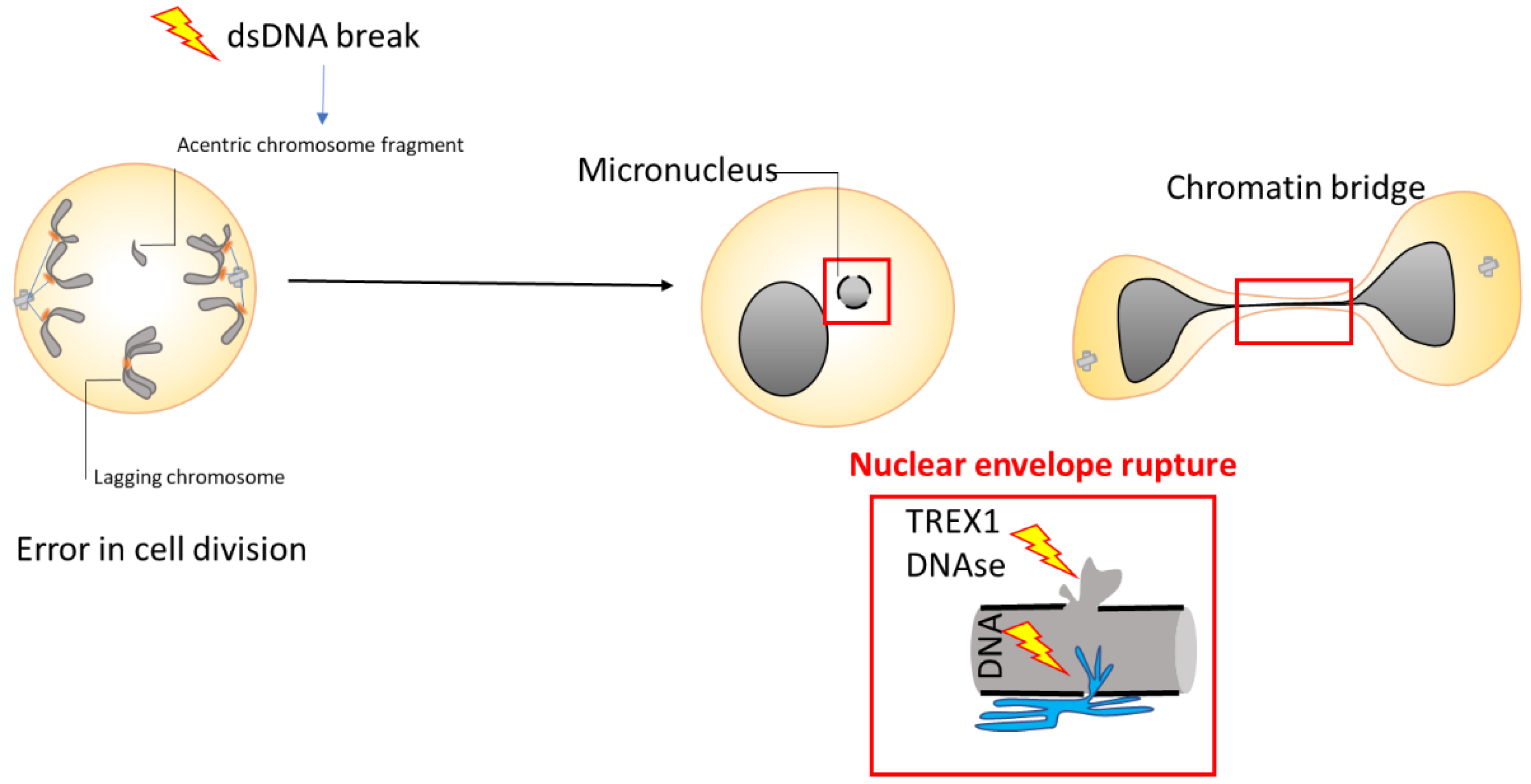 Preprints 143308 g002