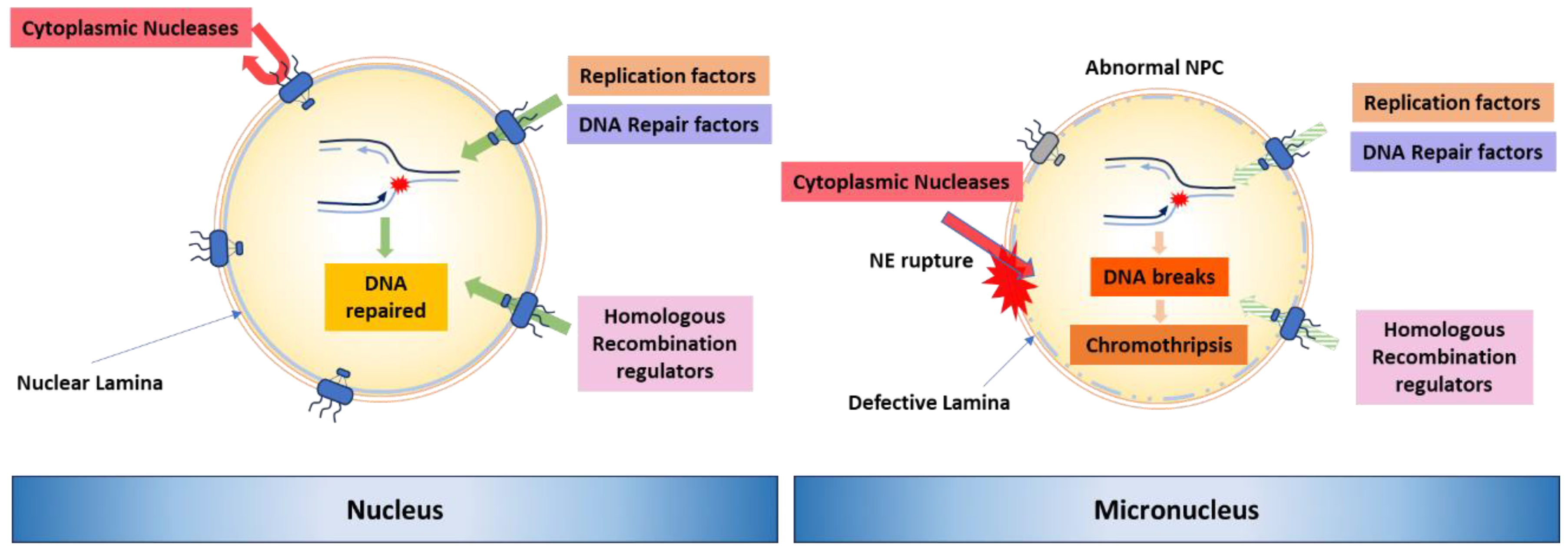 Preprints 143308 g003