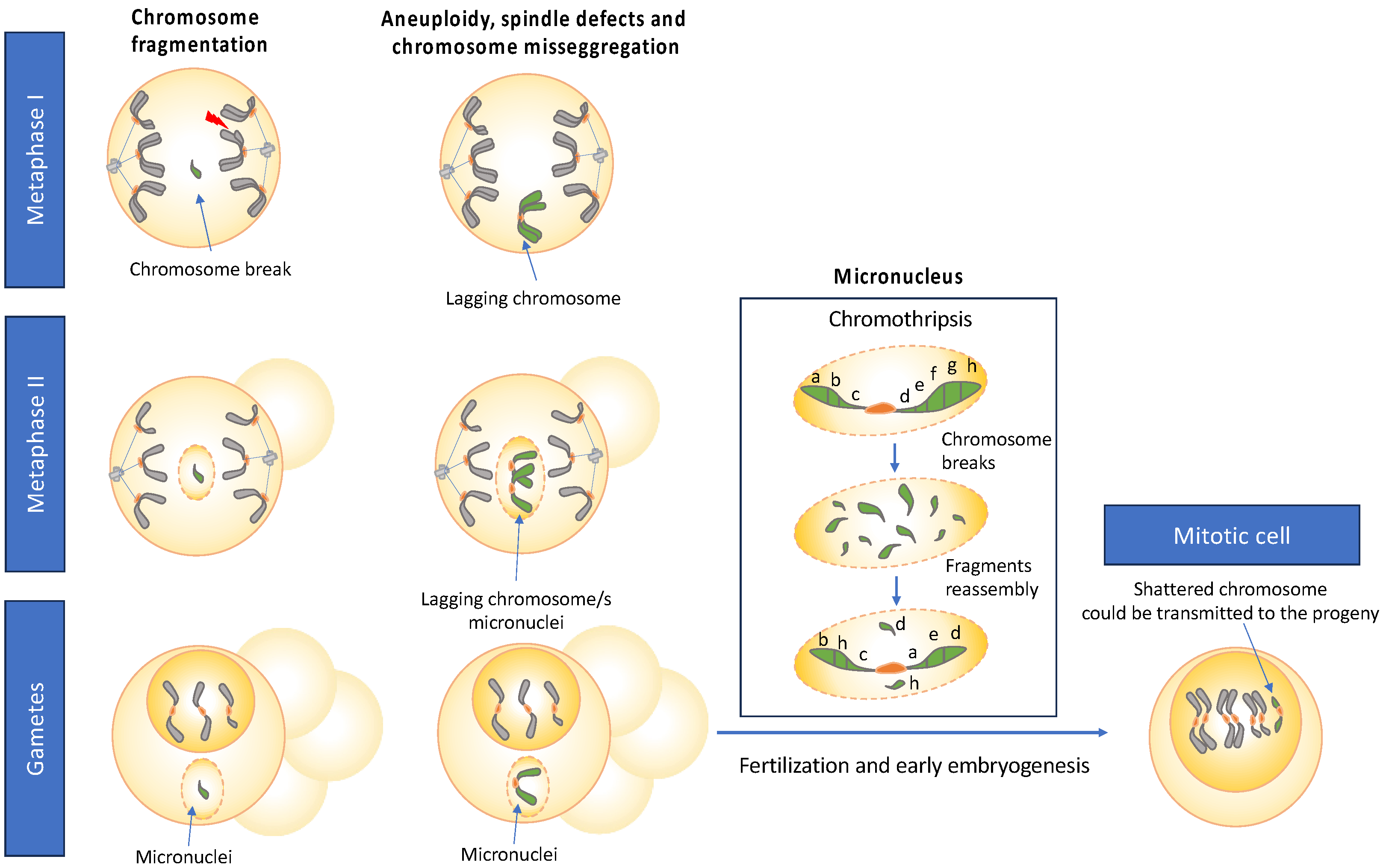 Preprints 143308 g004