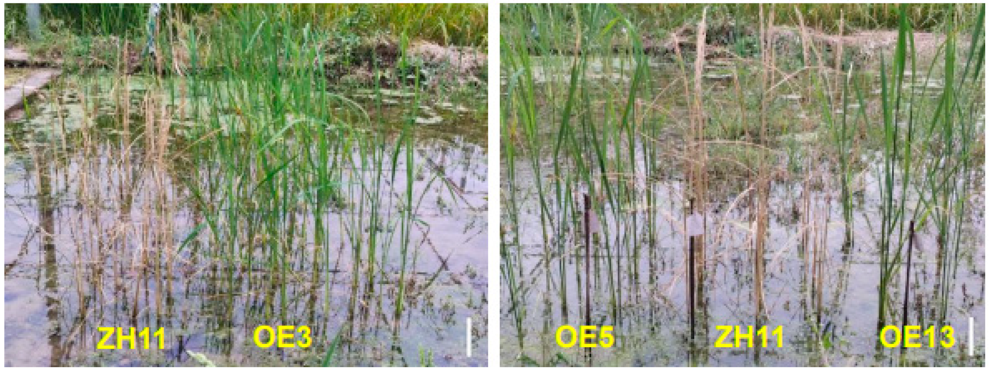 Preprints 160533 g004