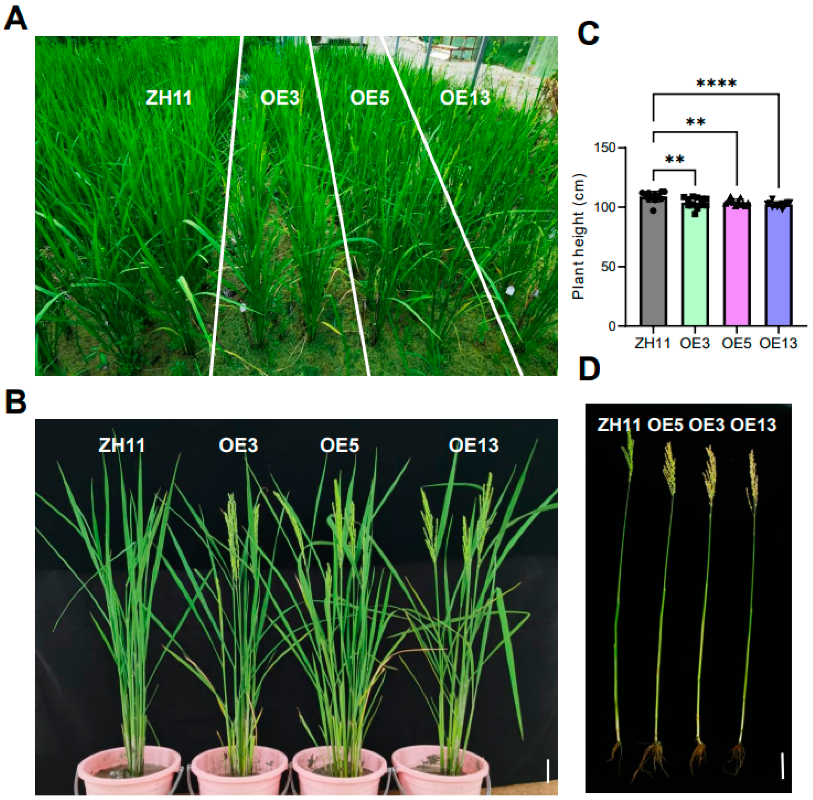 Preprints 160533 g005