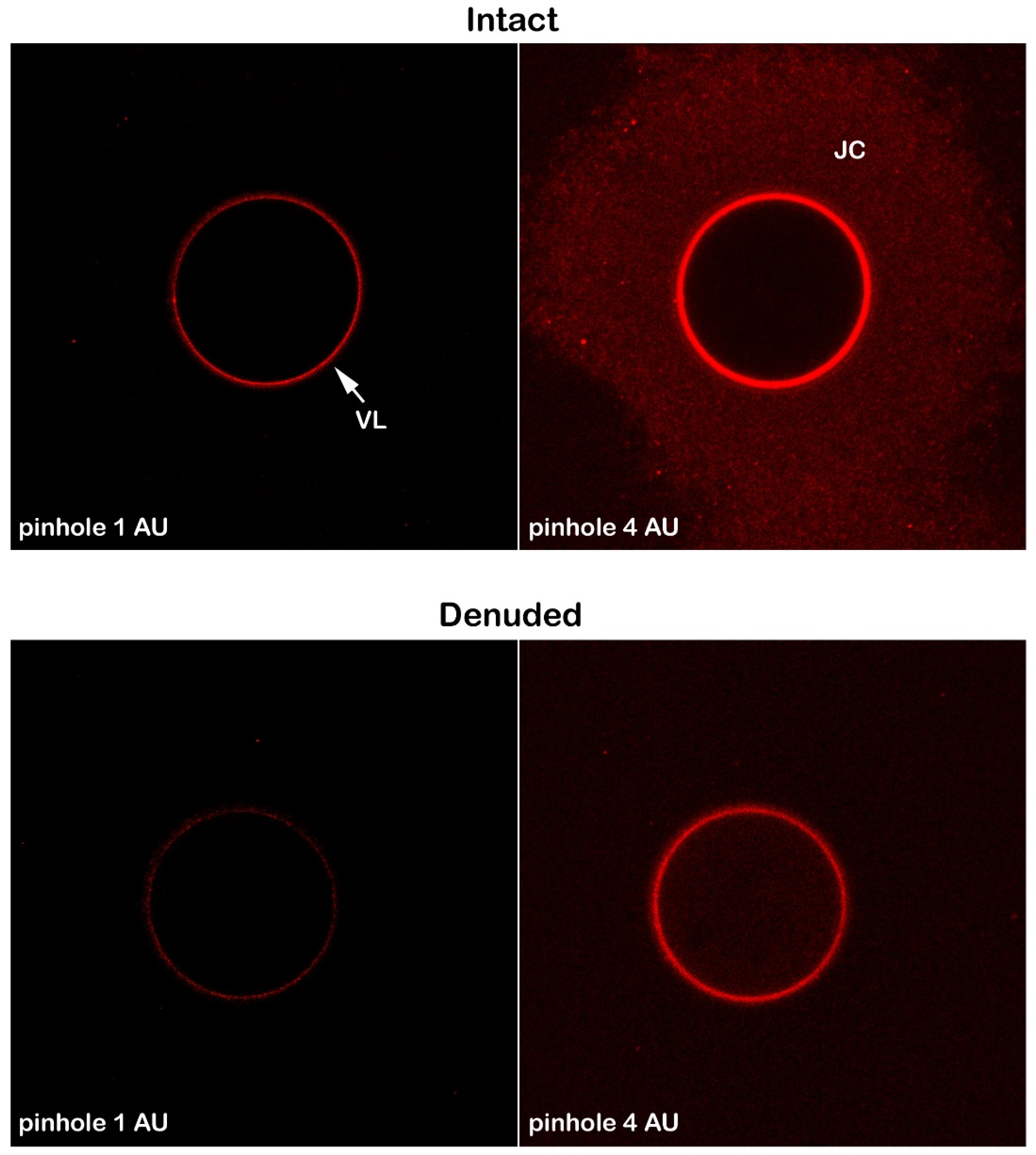 Preprints 161806 g003
