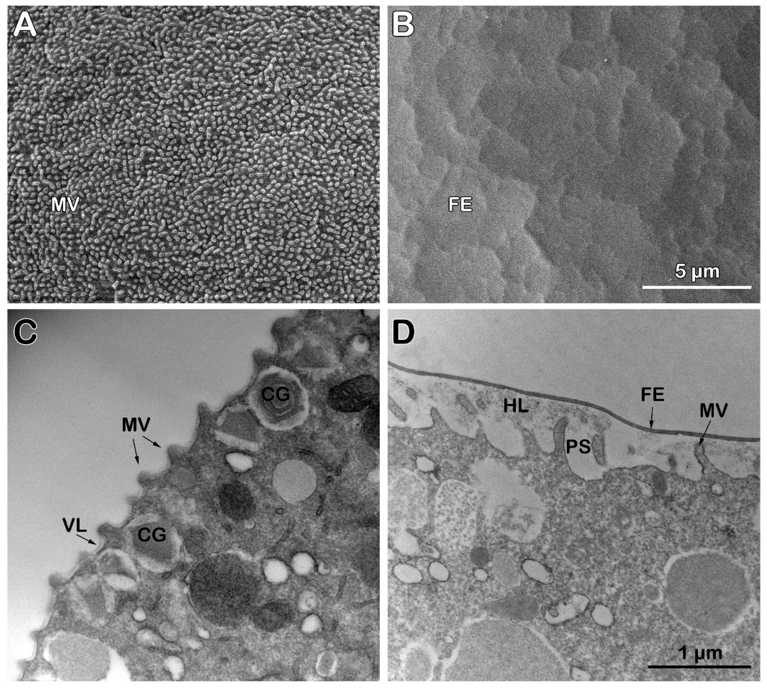 Preprints 161806 g004
