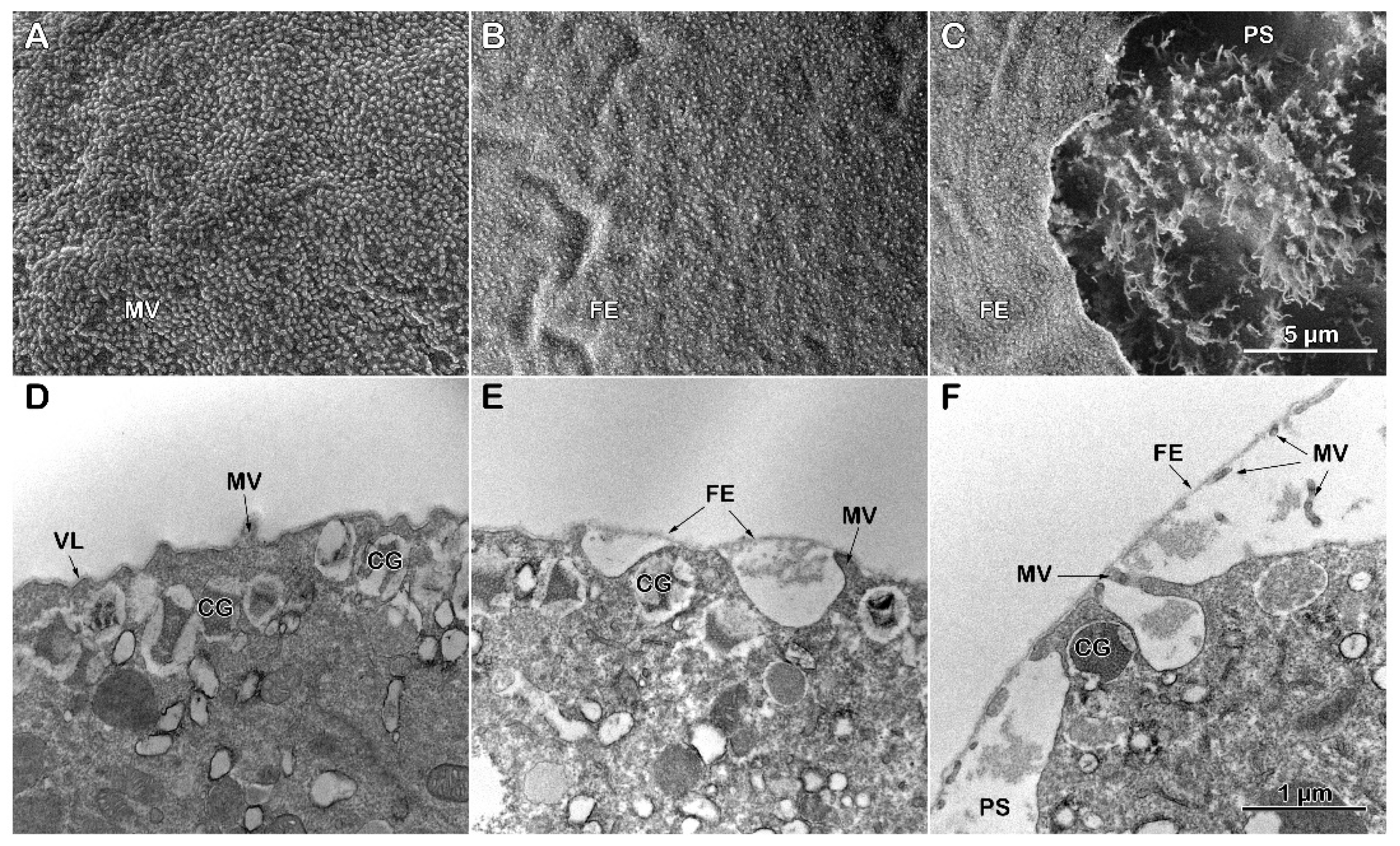 Preprints 161806 g005