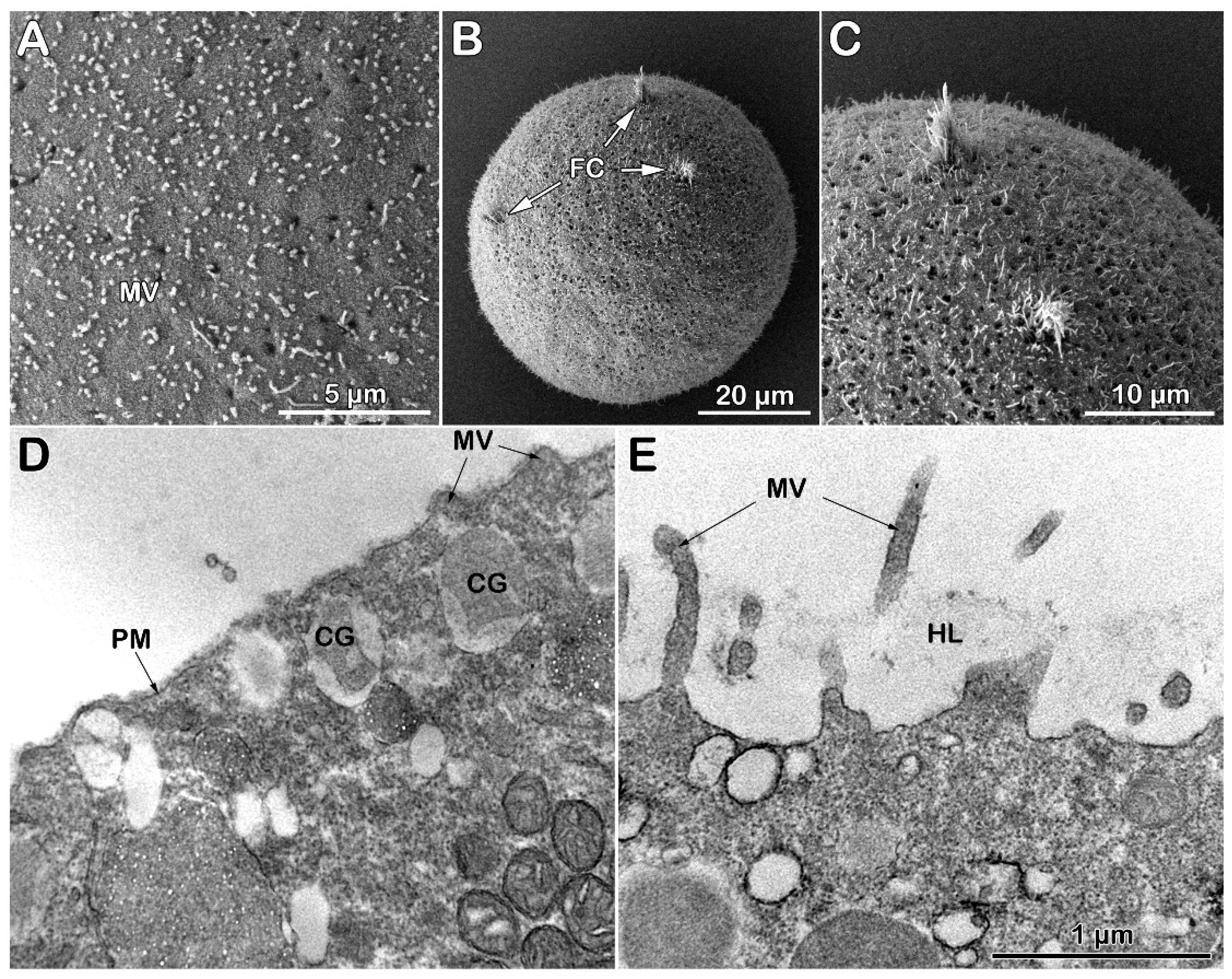 Preprints 161806 g006