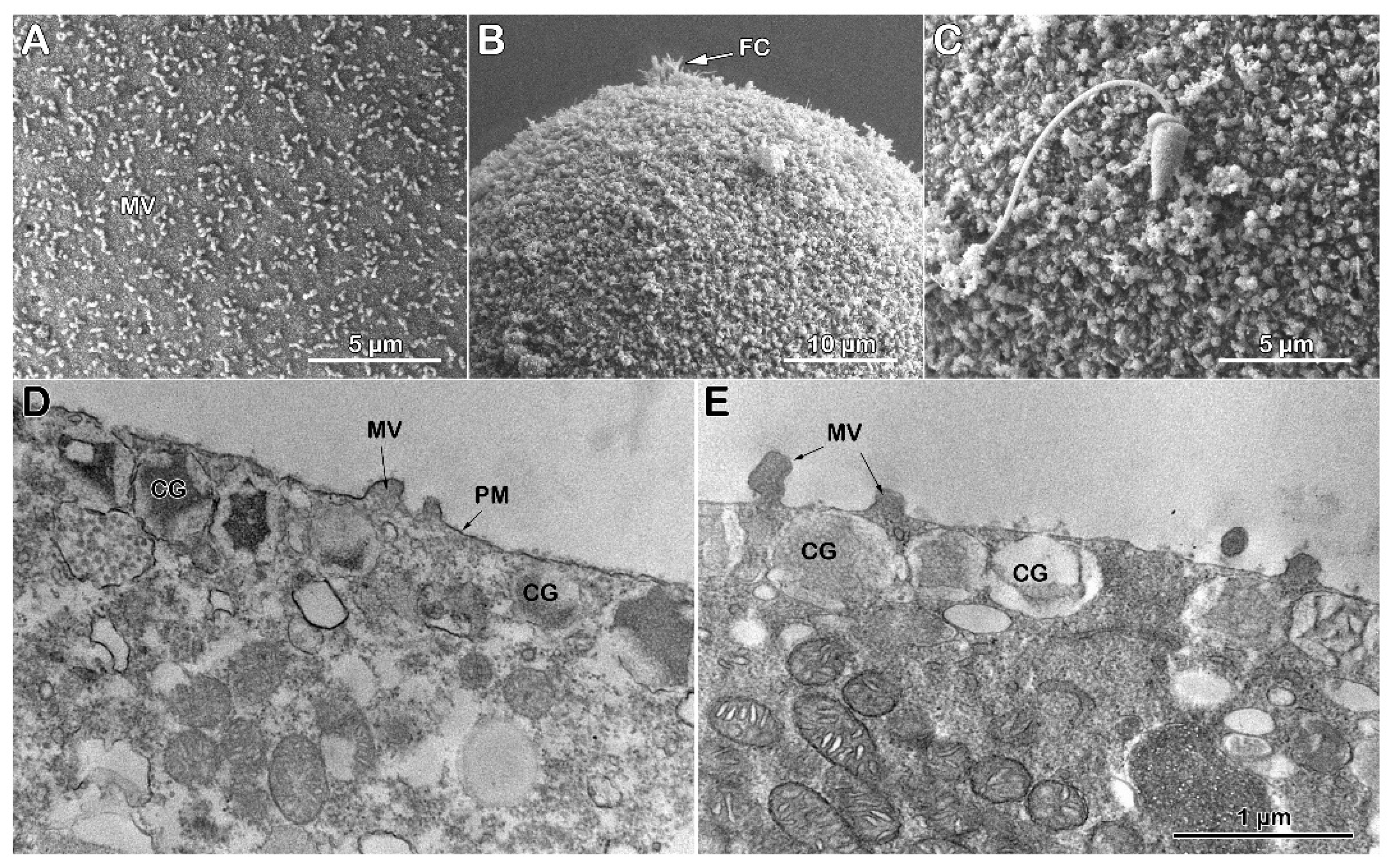 Preprints 161806 g007