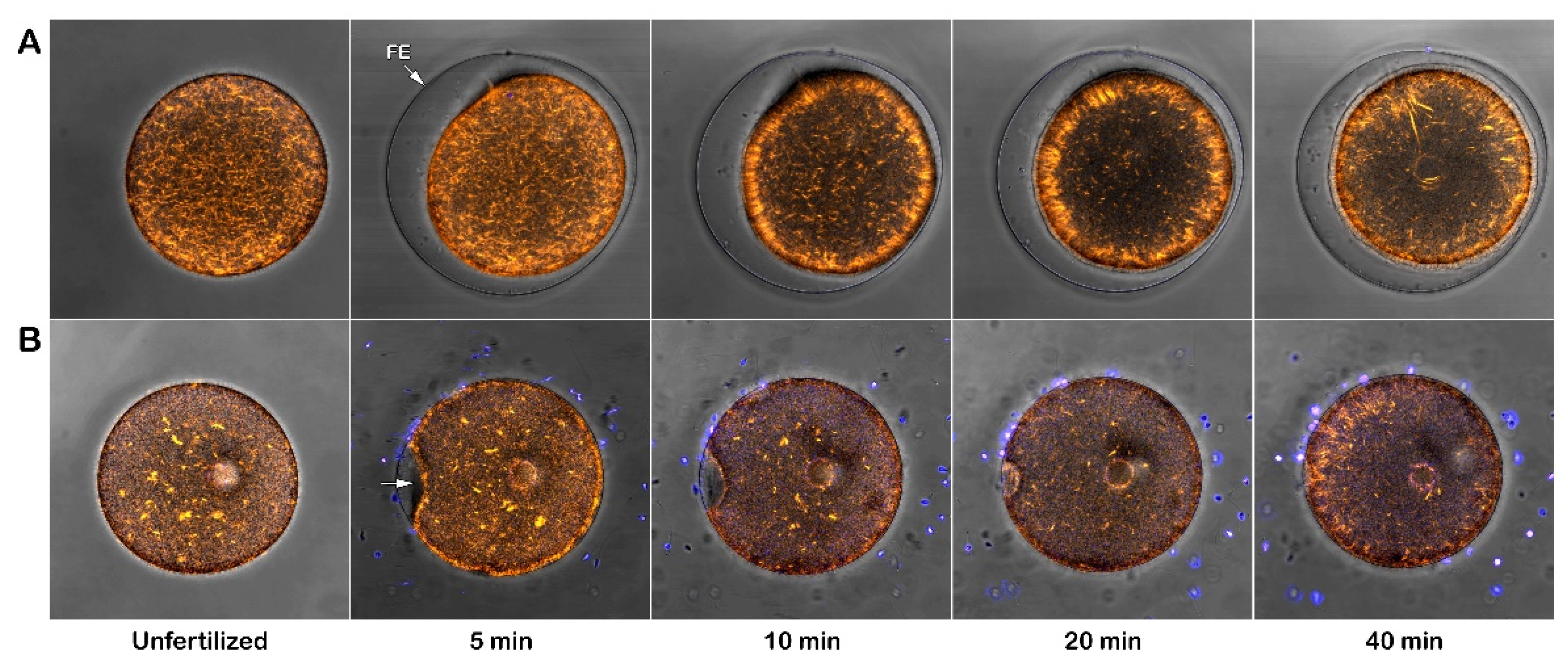 Preprints 161806 g010