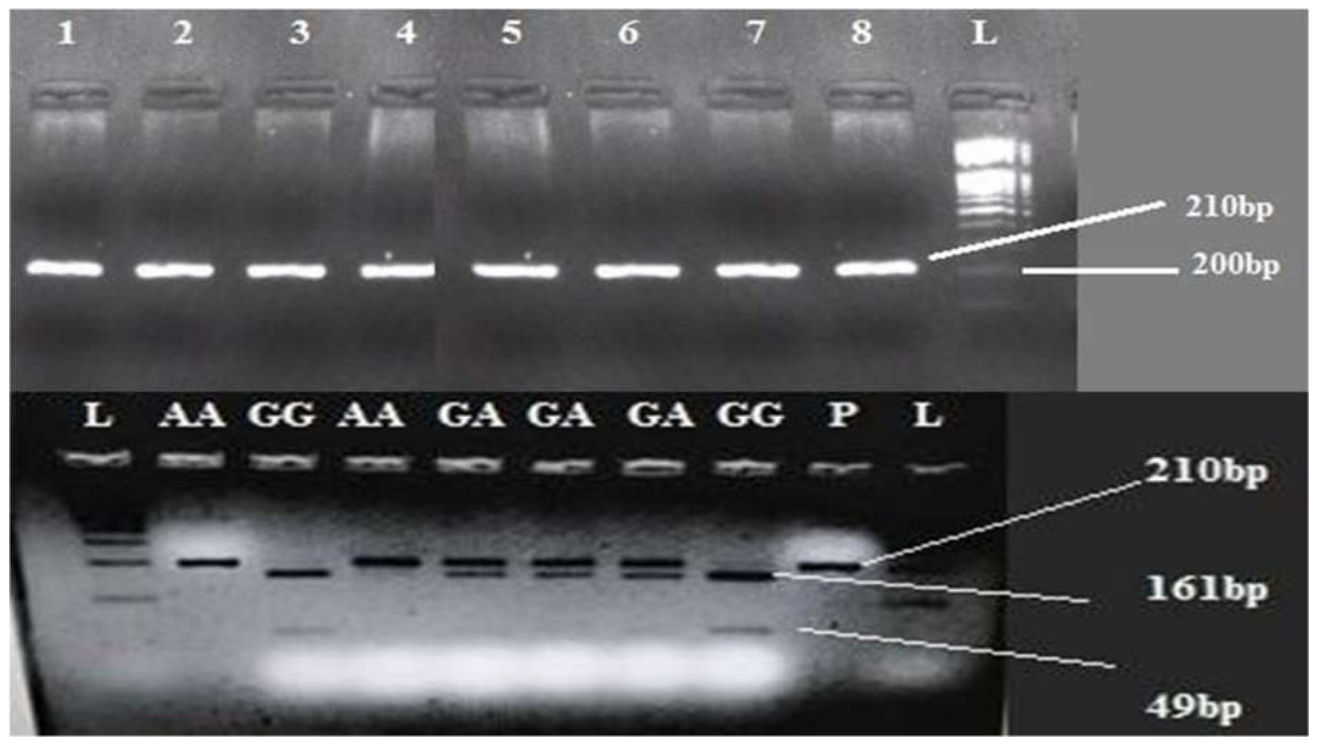 Preprints 233029 g007 Preprints 233029 g007