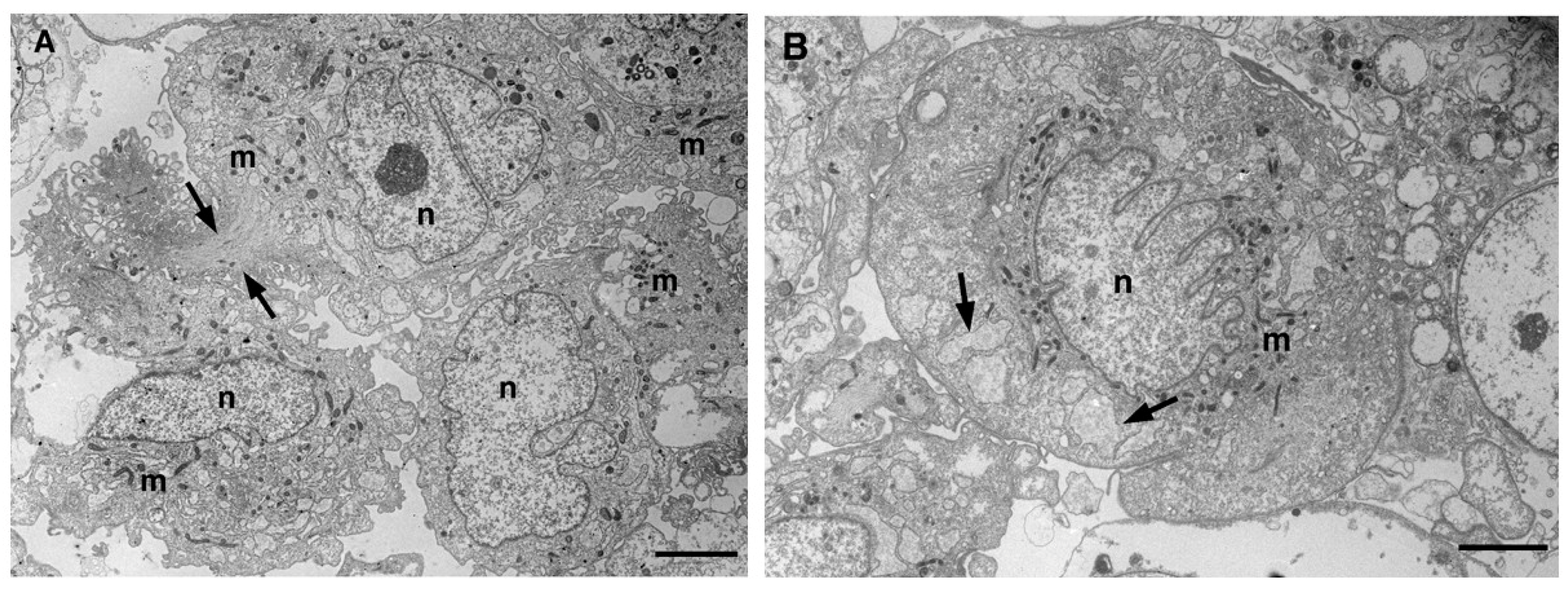Preprints 153722 g002