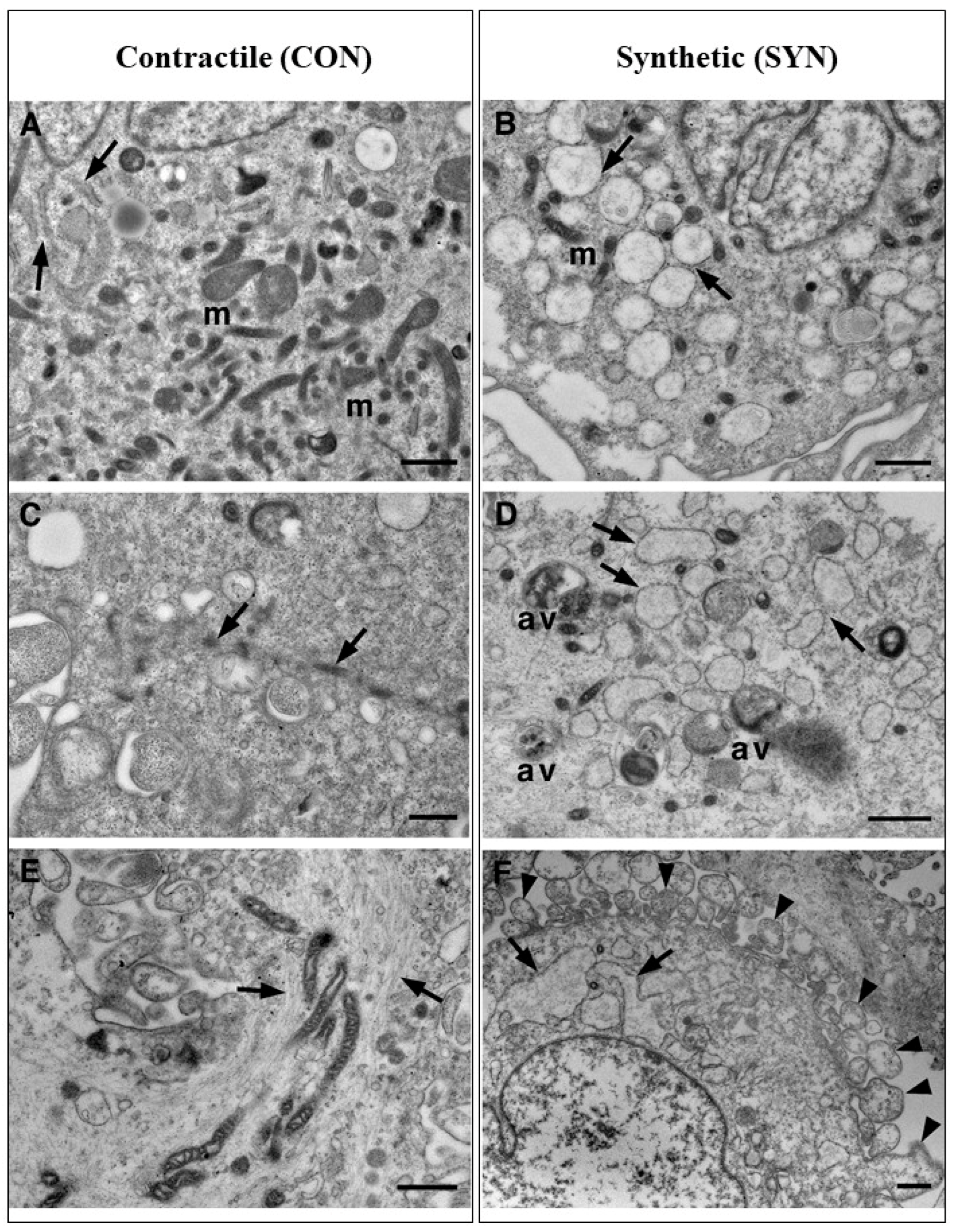 Preprints 153722 g003