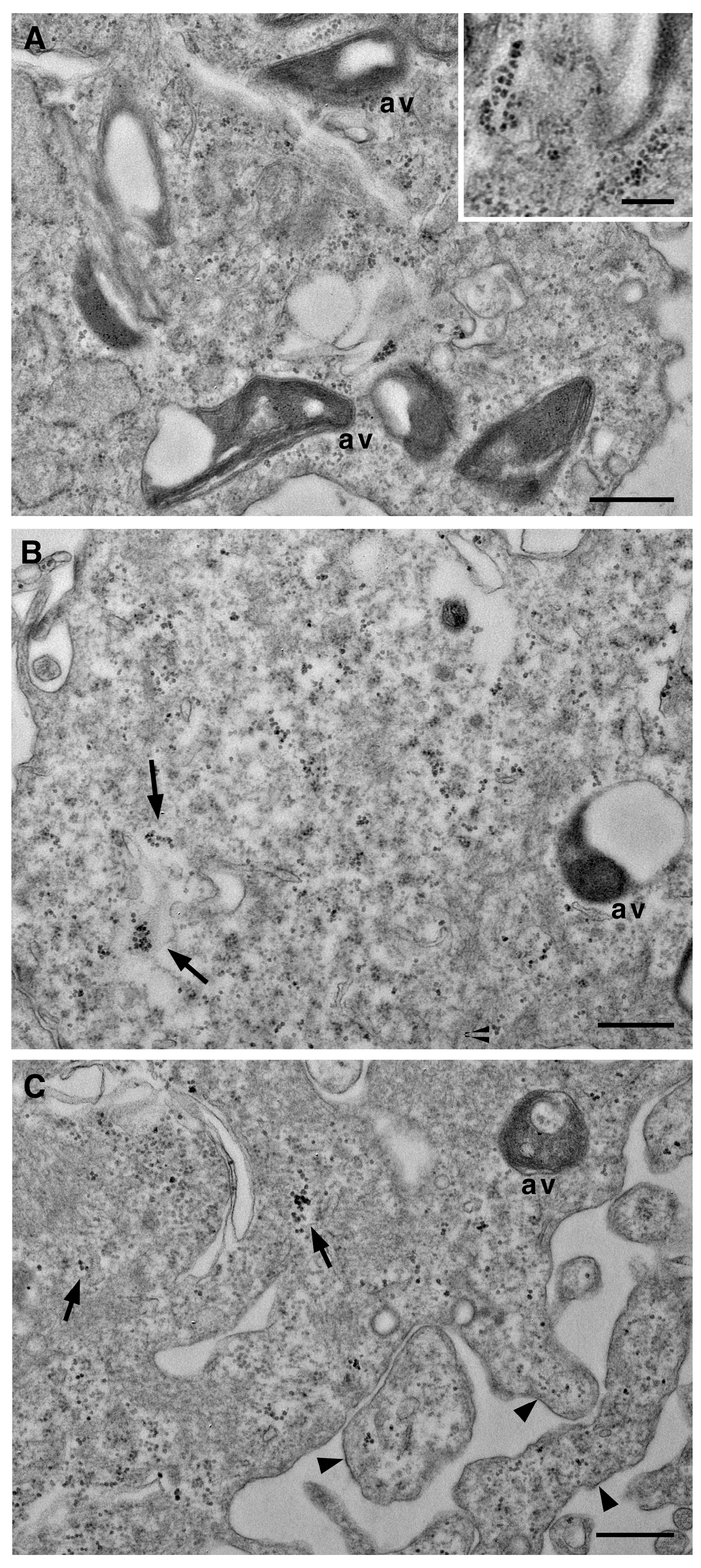 Preprints 153722 g004