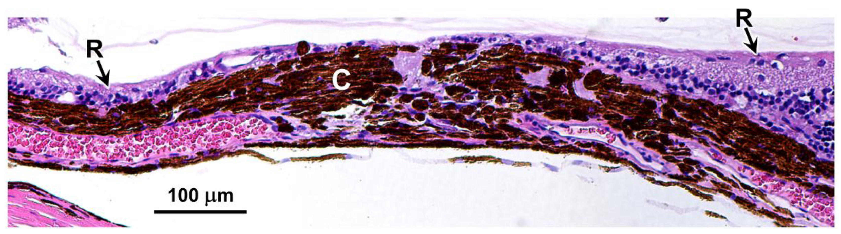 Preprints 206028 g003