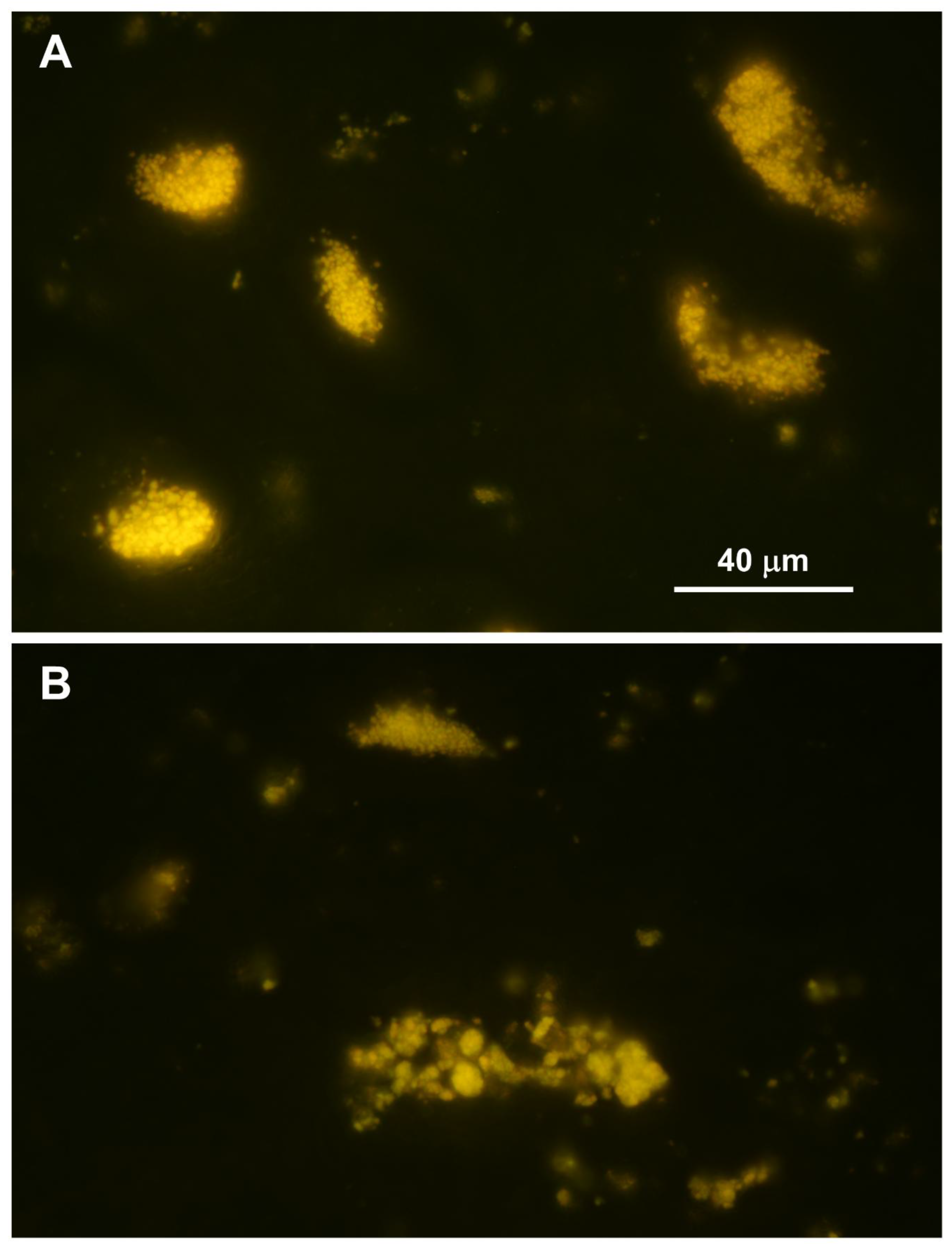 Preprints 206028 g005