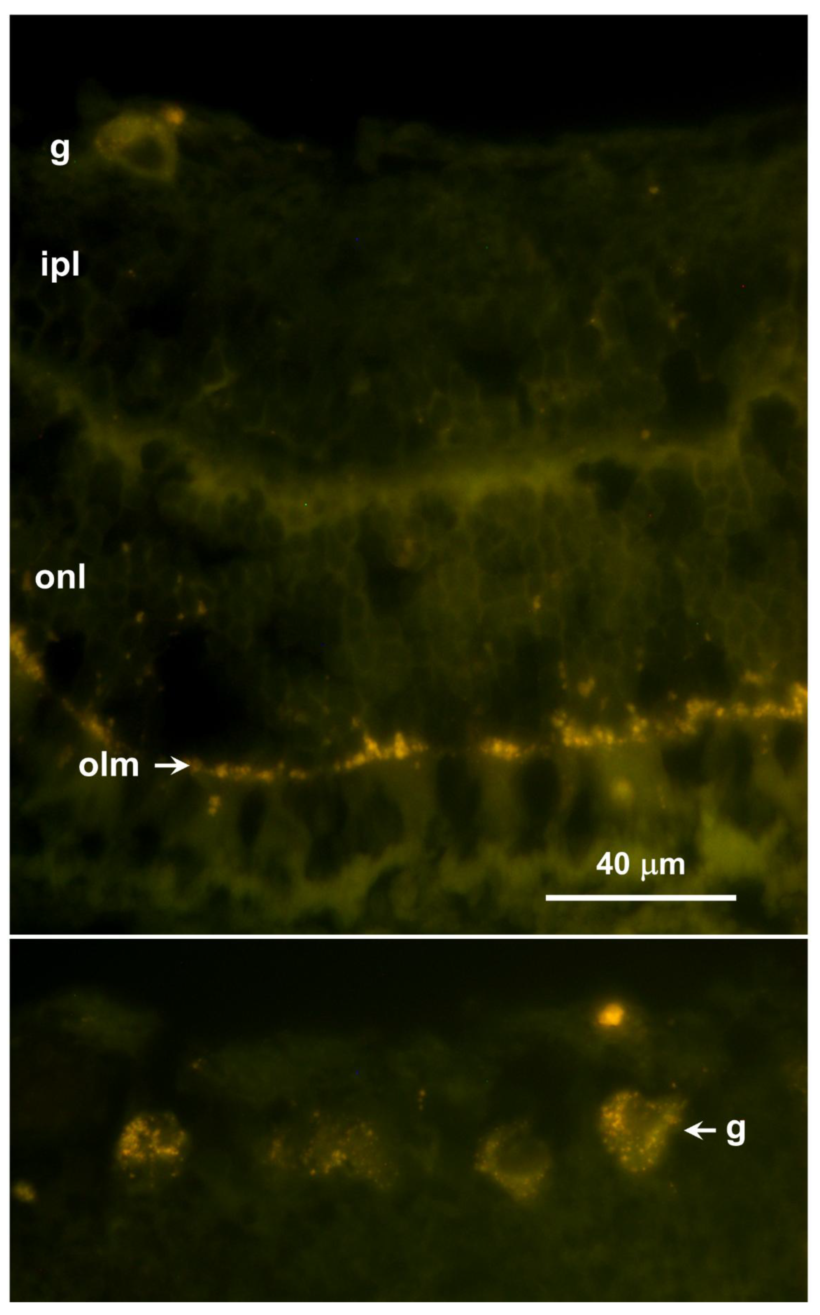 Preprints 206028 g006
