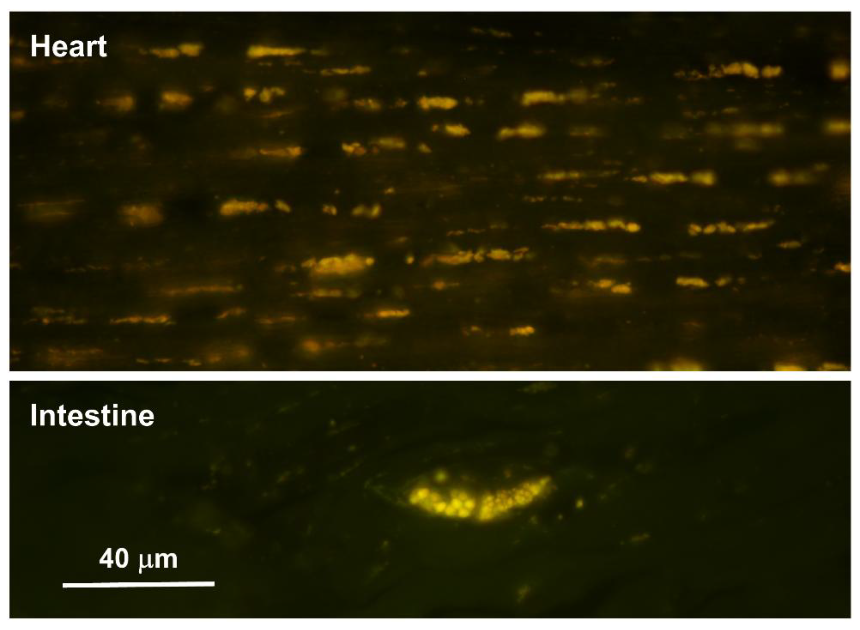 Preprints 206028 g007