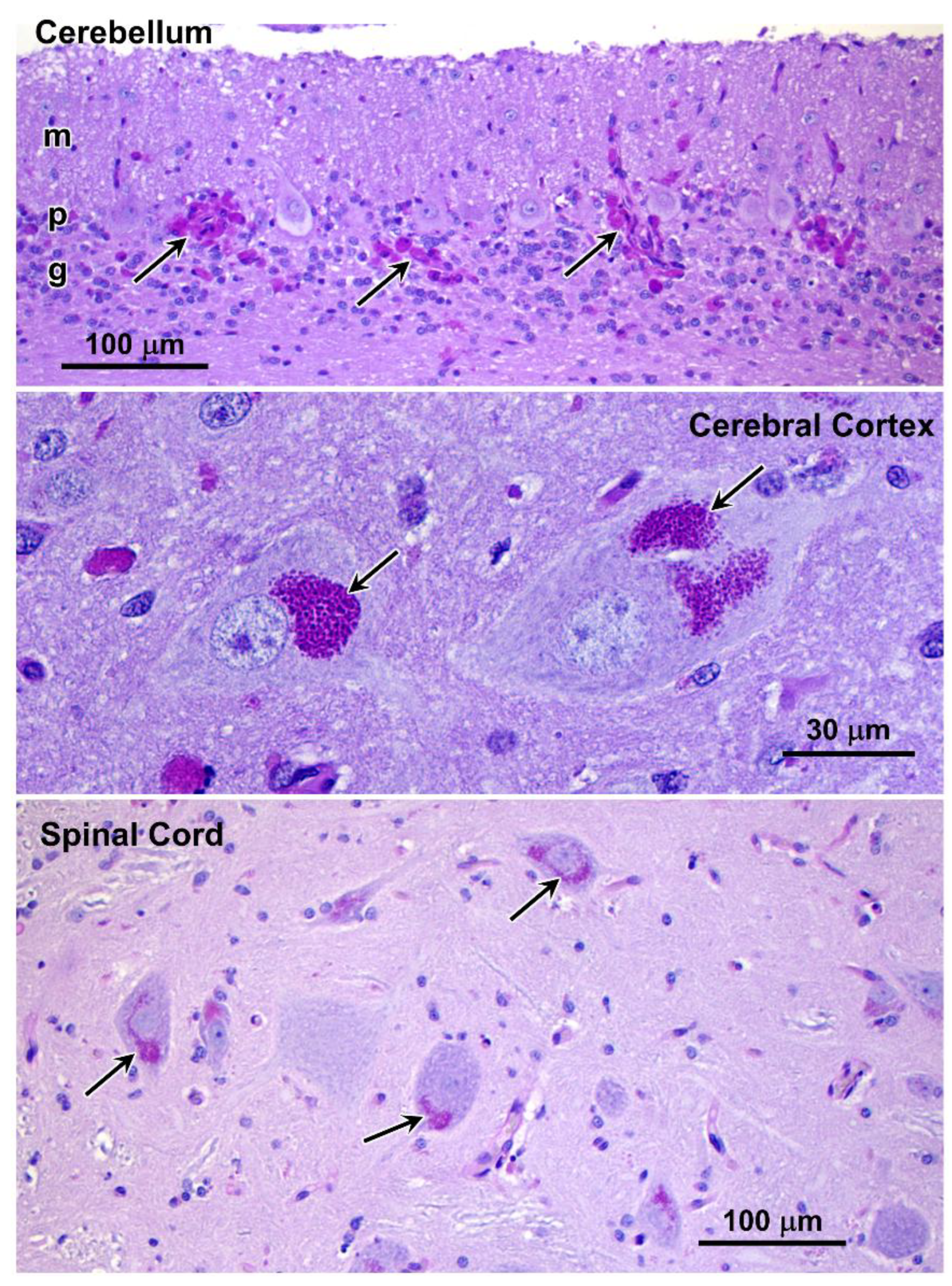 Preprints 206028 g008