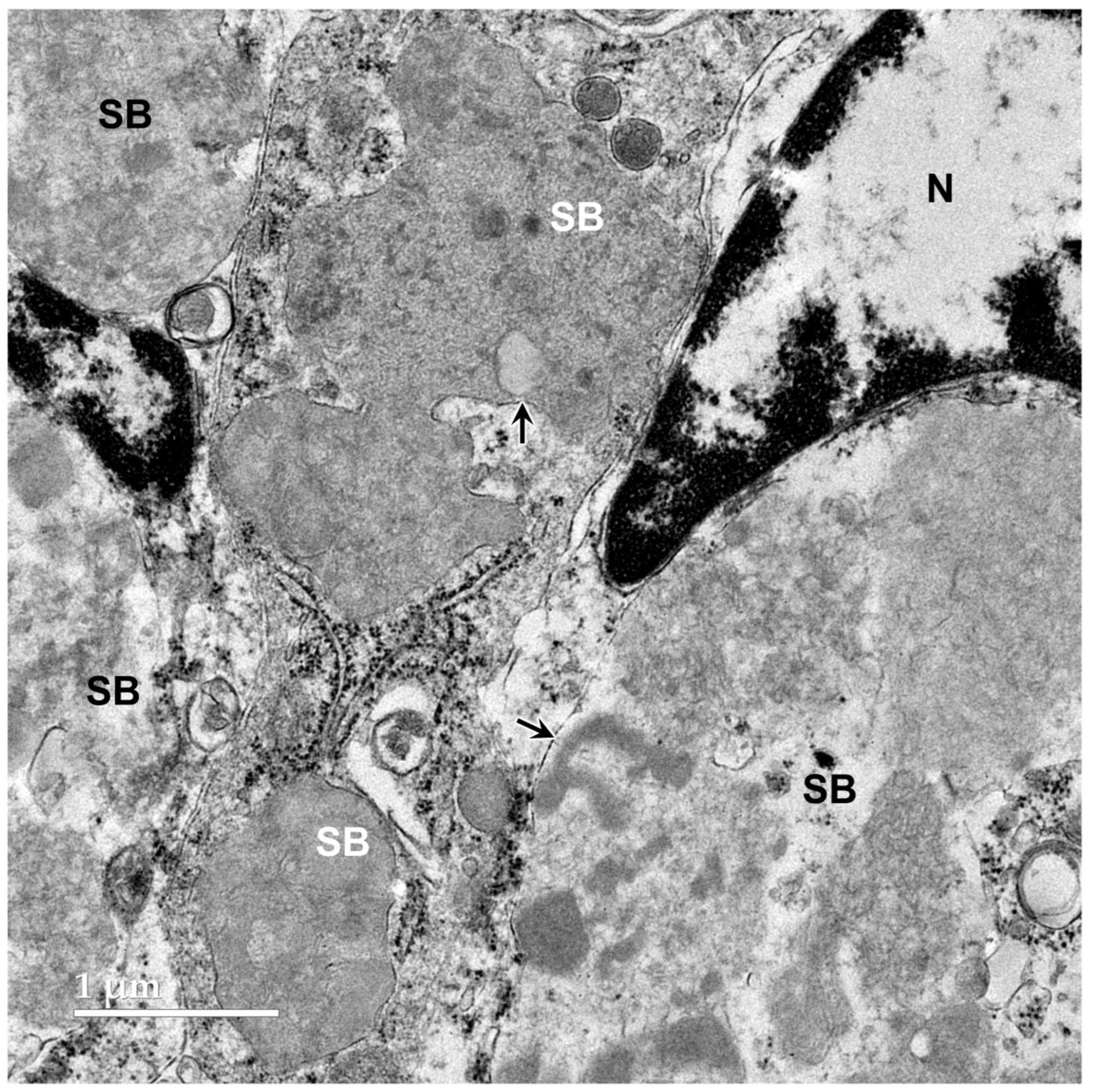 Preprints 206028 g009