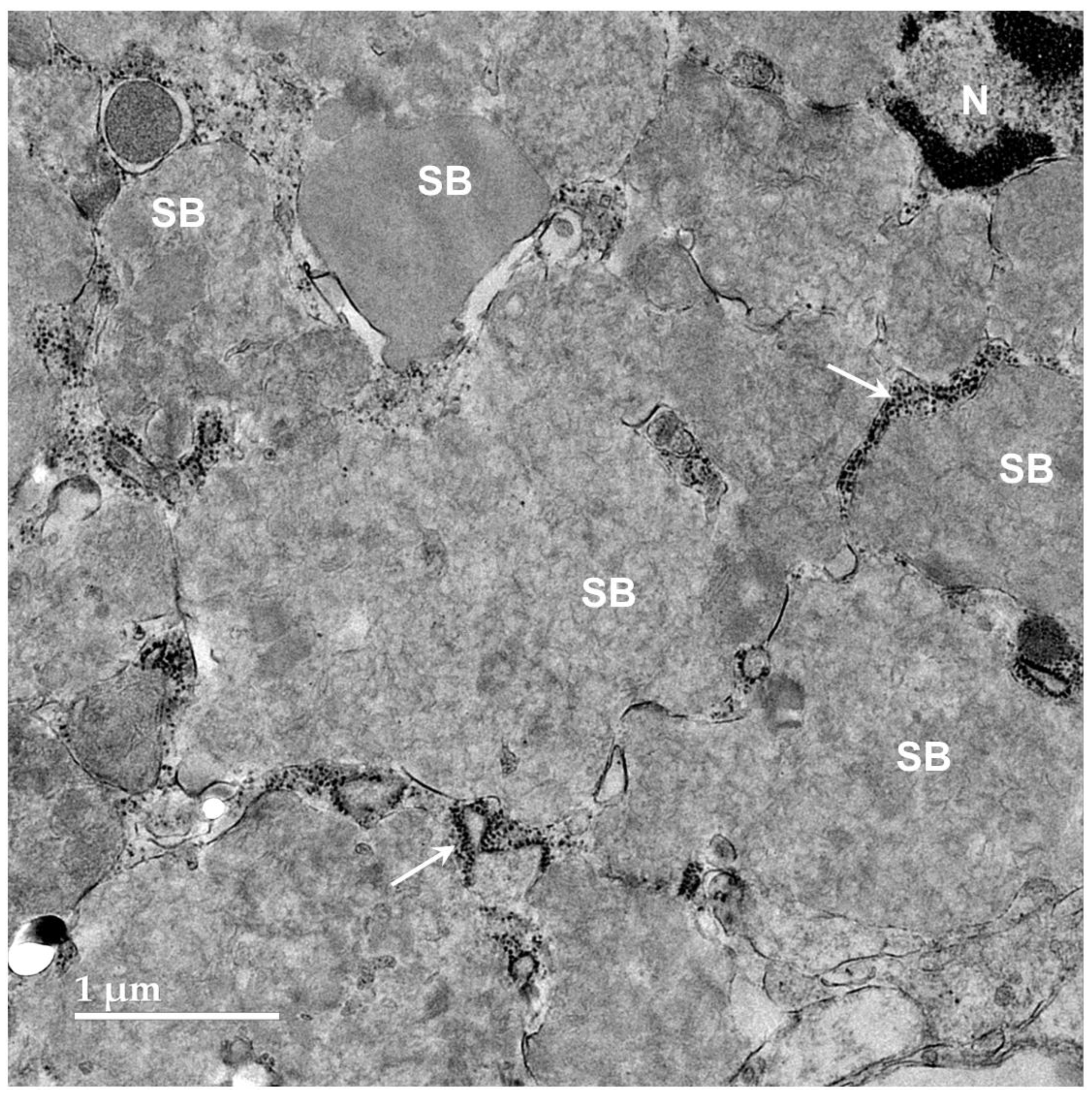 Preprints 206028 g010