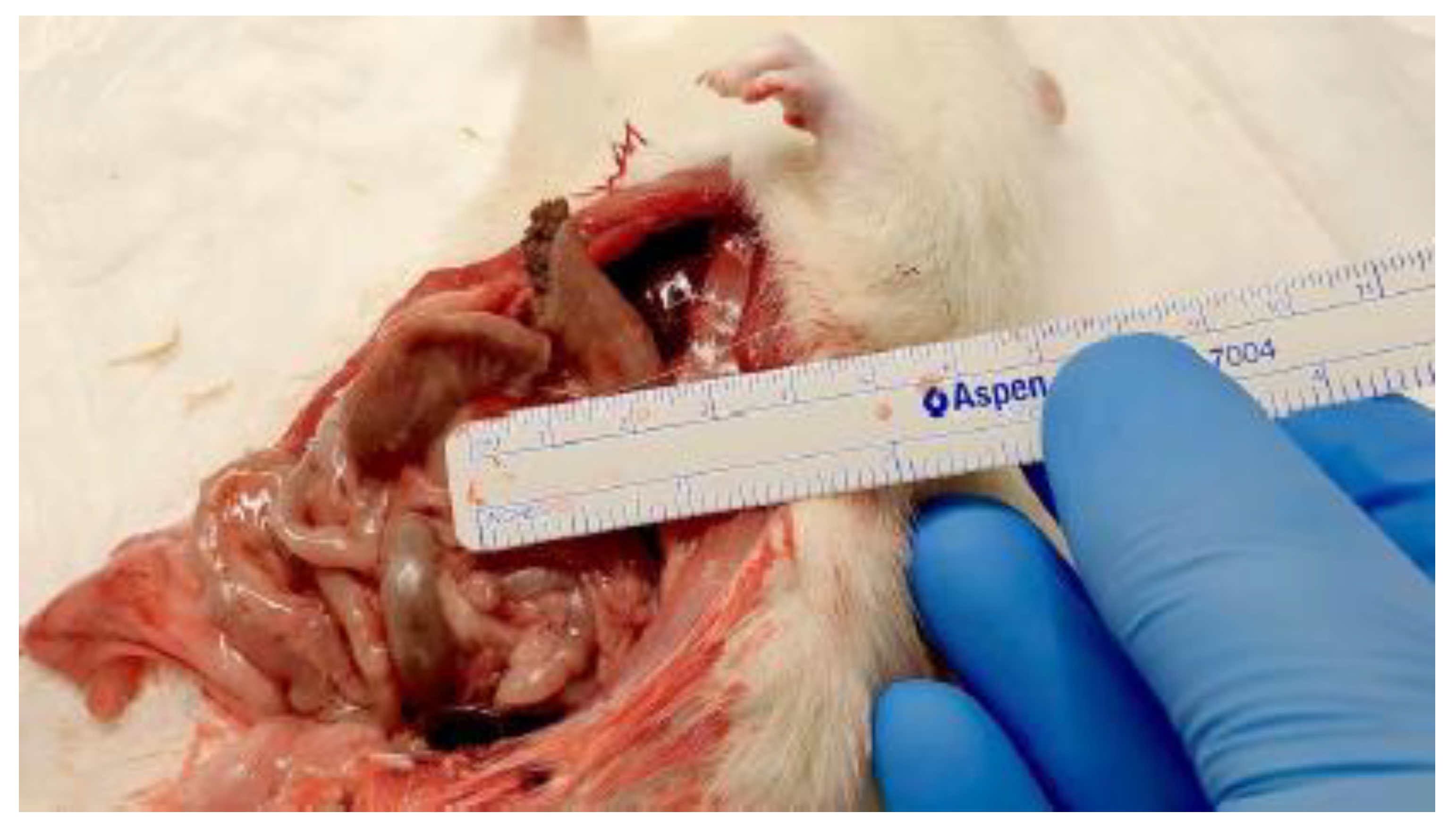 Preprints 189211 g005a