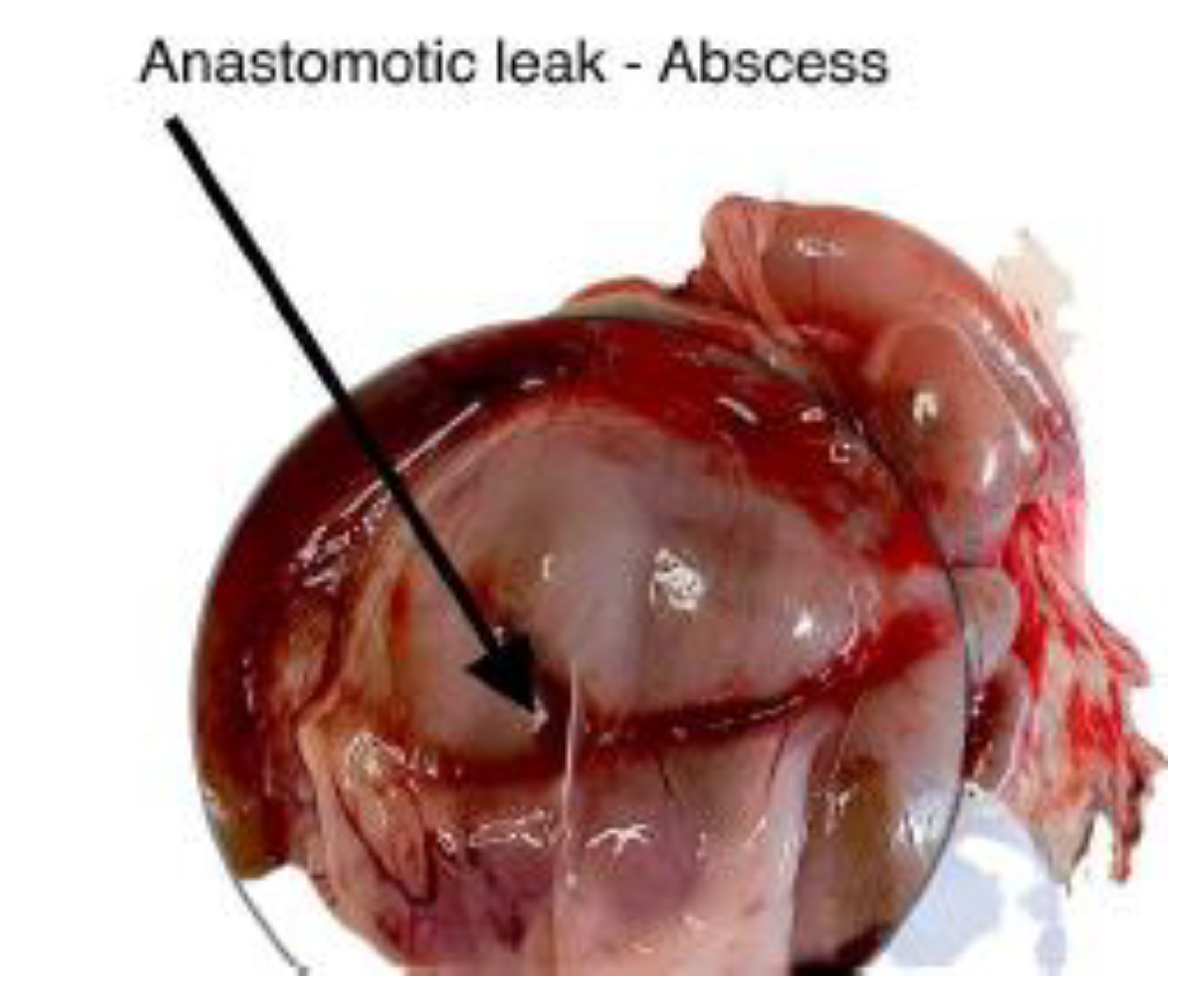 Preprints 189211 g007