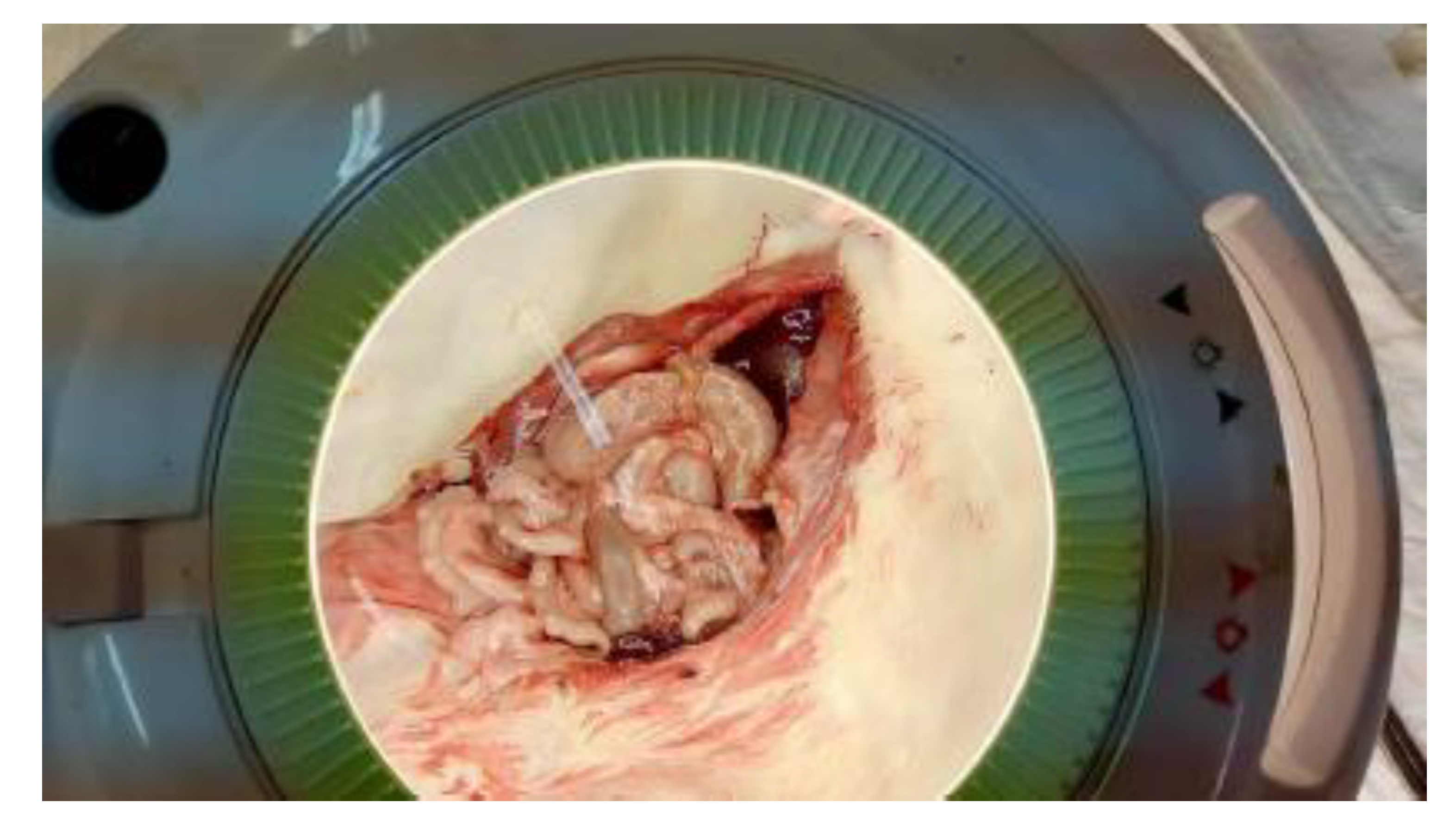 Preprints 189211 g009