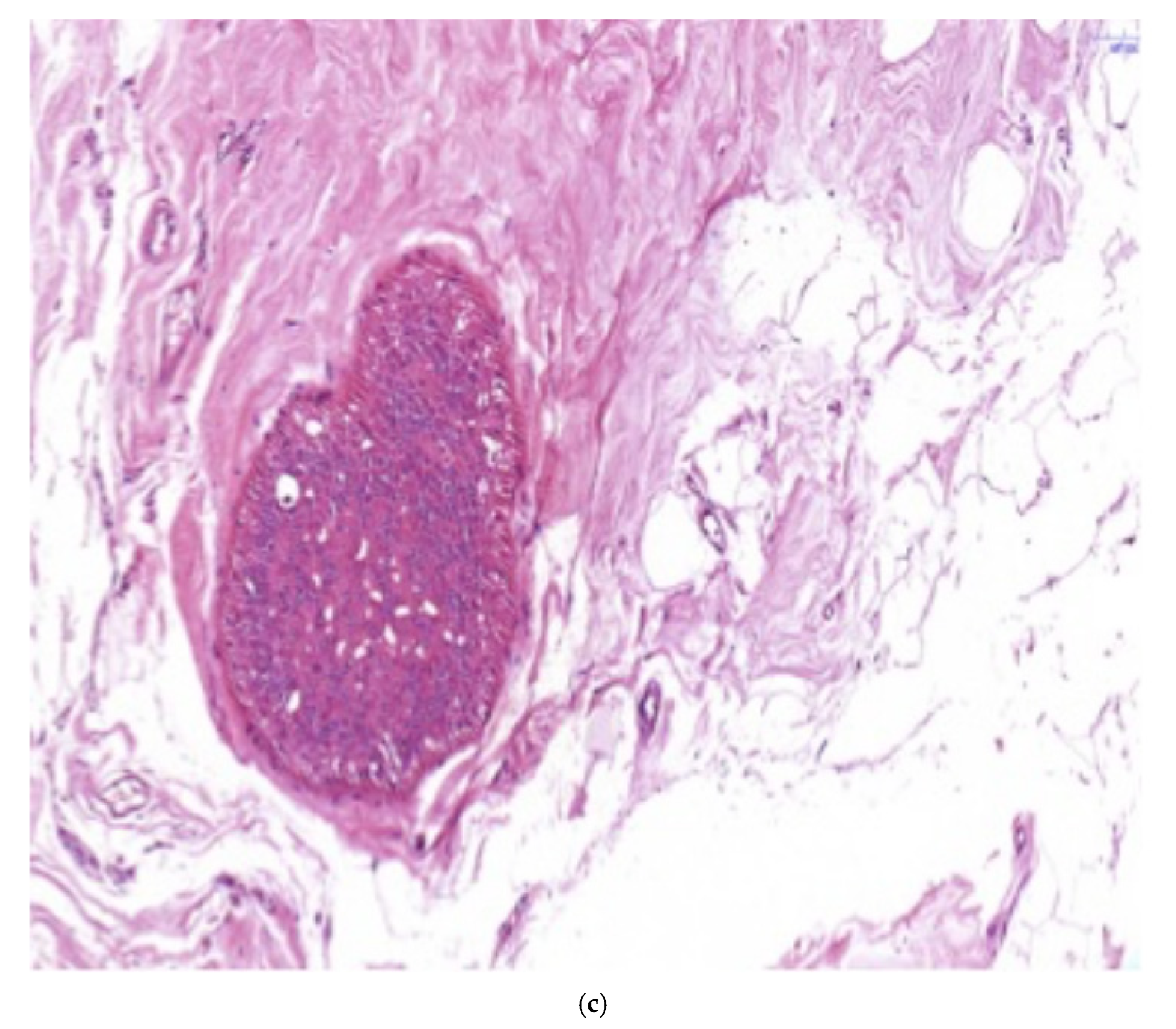 Preprints 191043 g001b