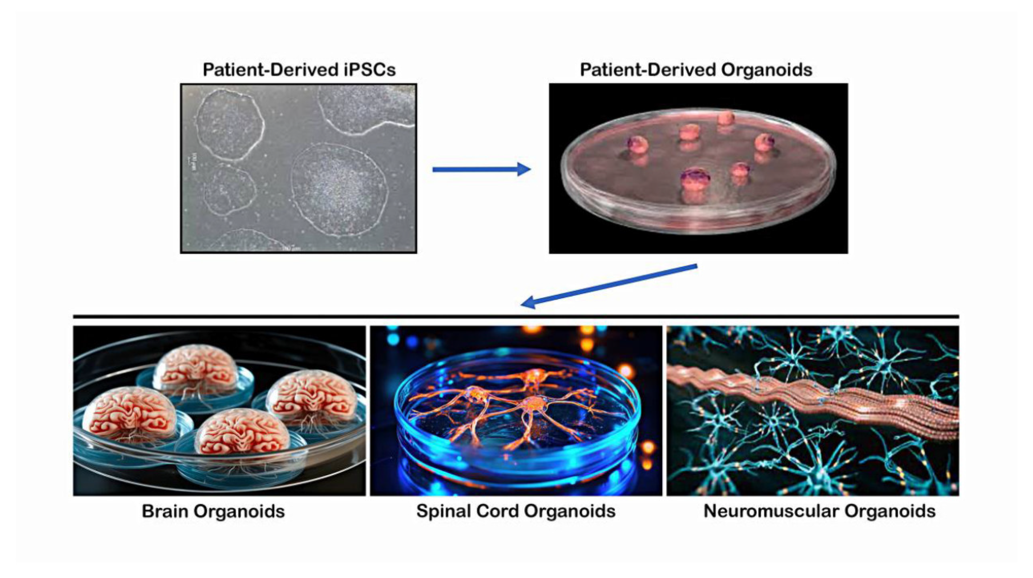 Preprints 141617 g002