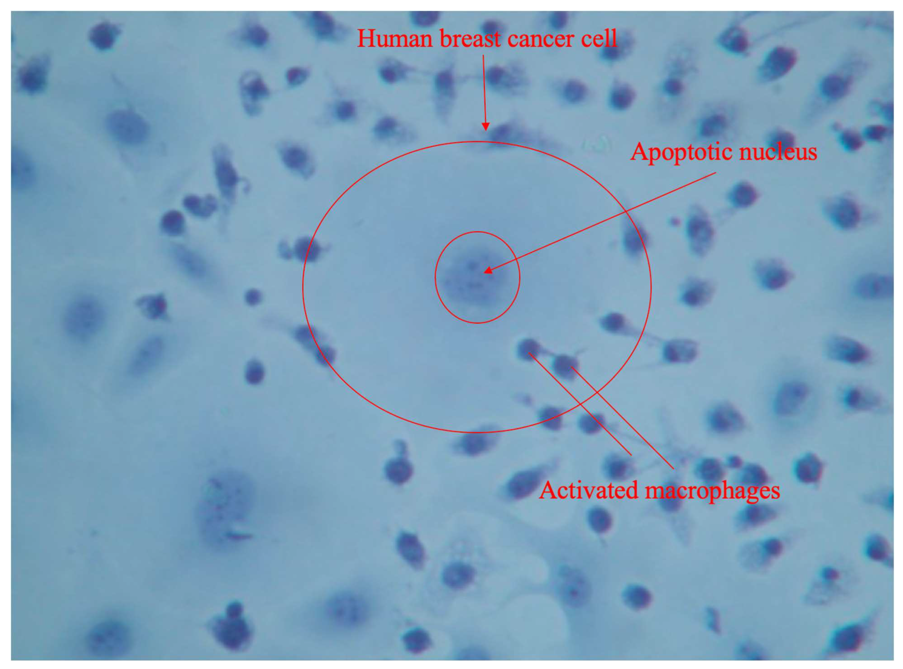 Preprints 100785 g004