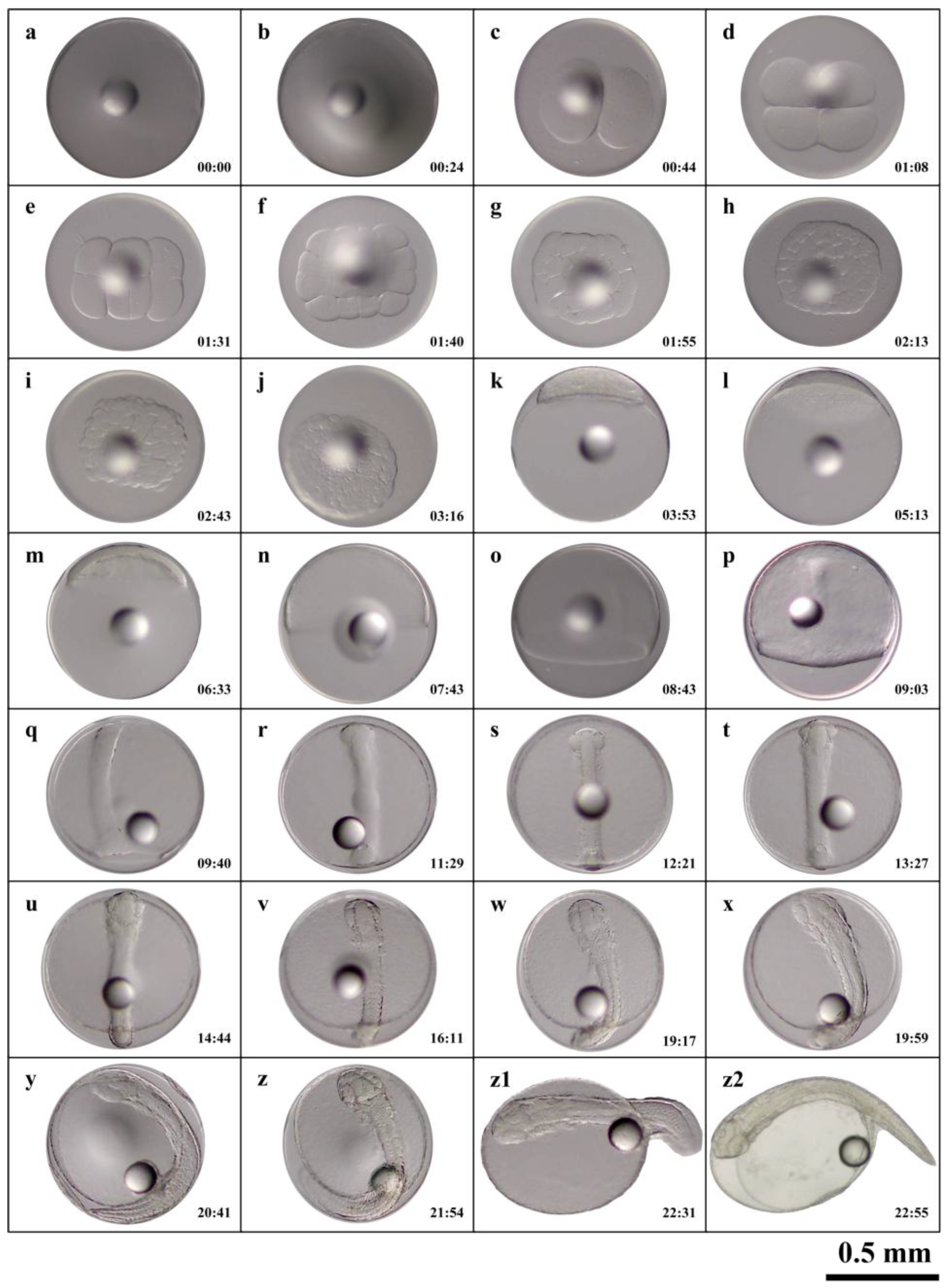 Preprints 182608 g002
